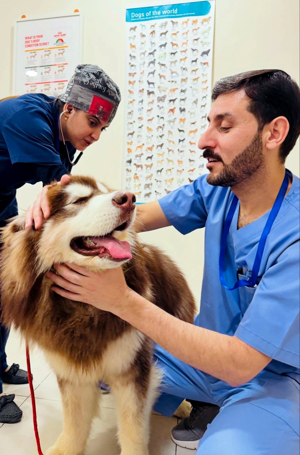 Veterinarian gently examining a happy dog during a wellness visit at Pet Pavilion