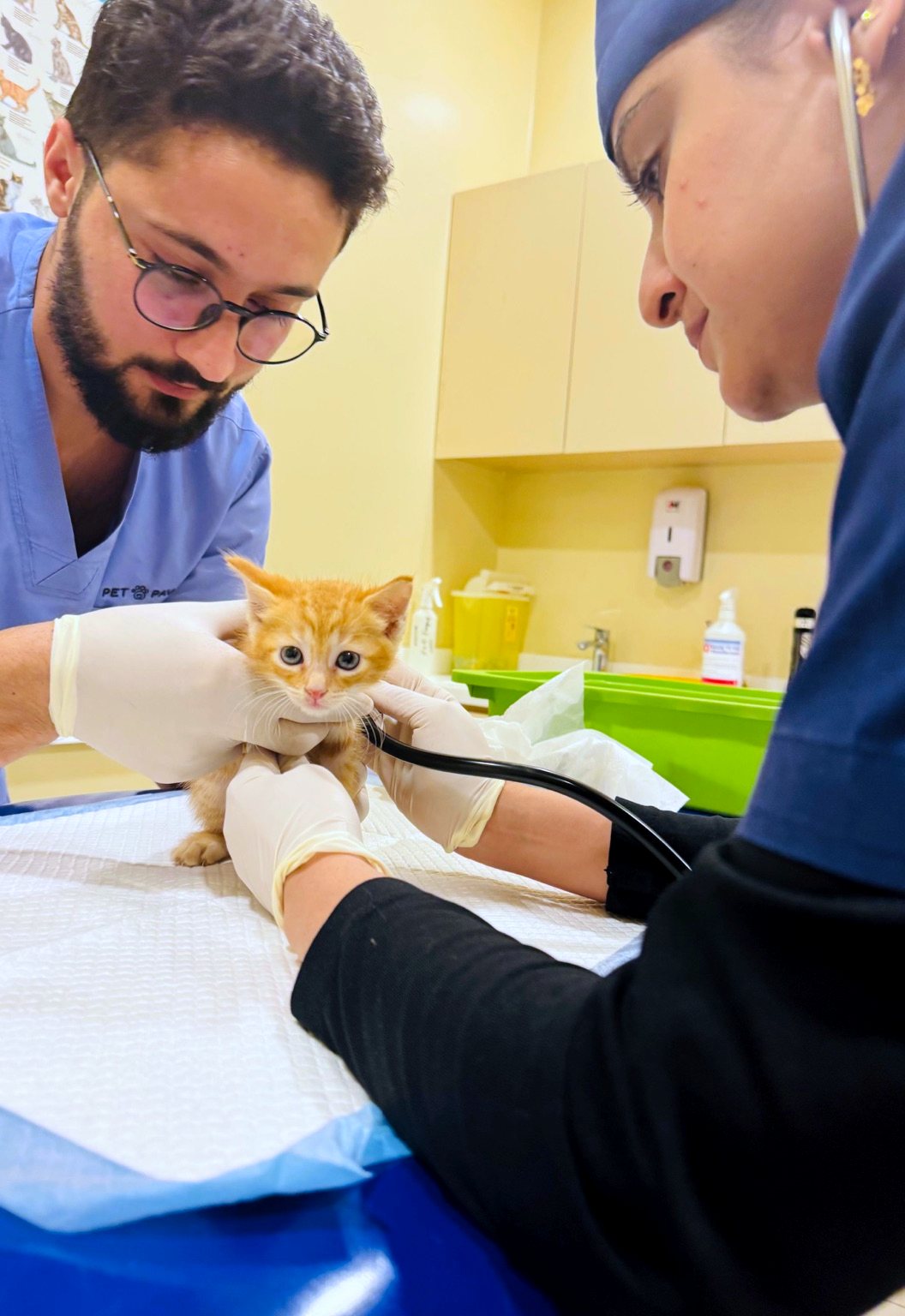 Kitten receiving a gentle stethoscope check from a Pet Pavilion veterinarian