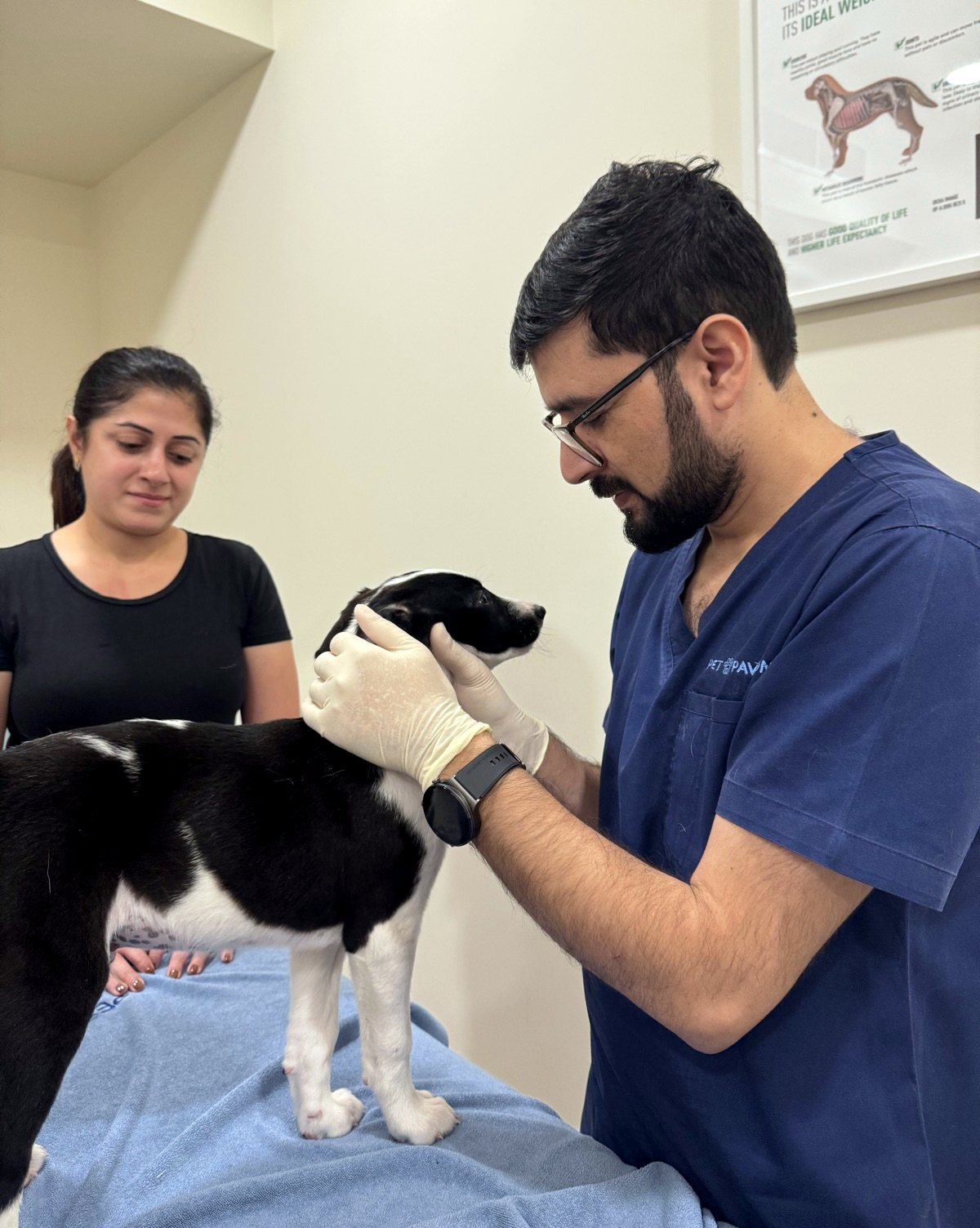 Puppy being examined by a vet while its owner looks on