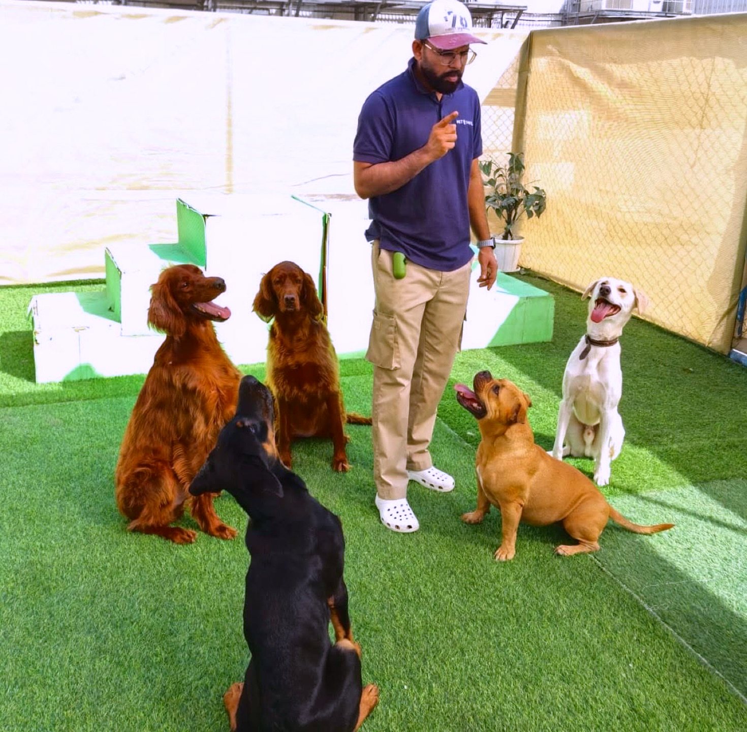 Trainer giving a command to five attentive sitting dogs at Pet Pavilion