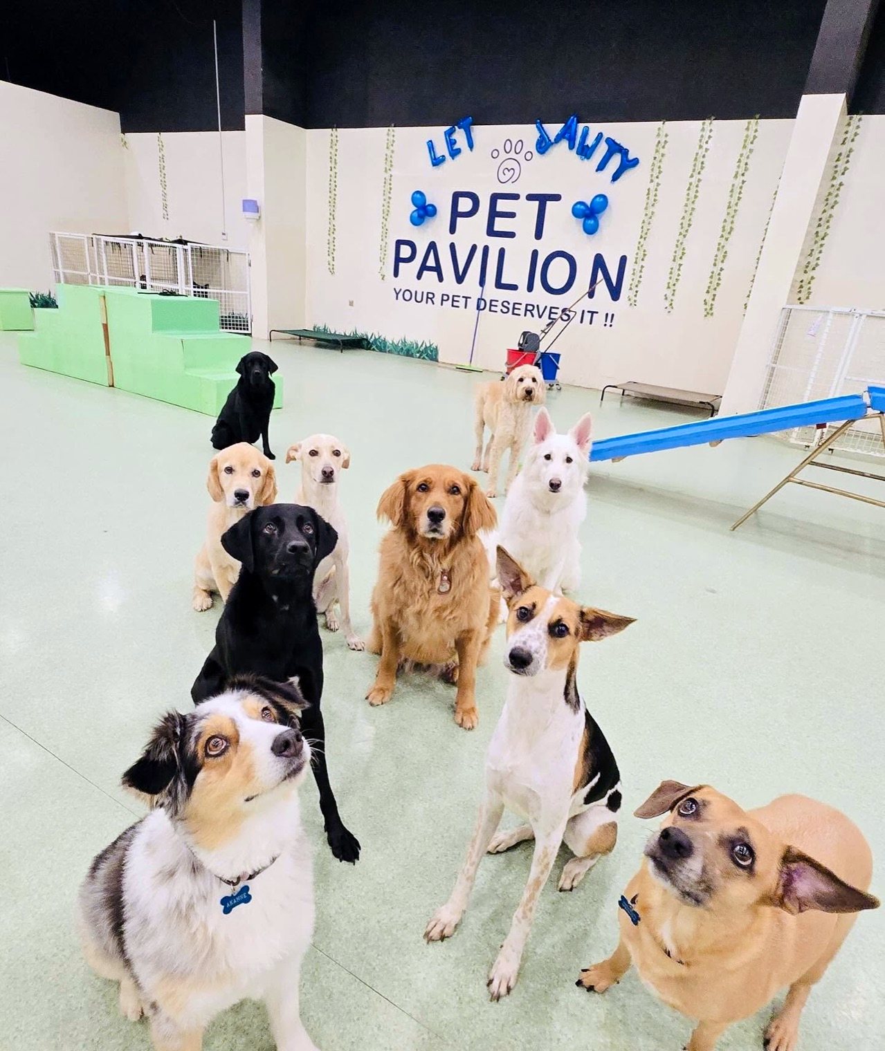 Group of dogs holding a sit-stay together in a training class