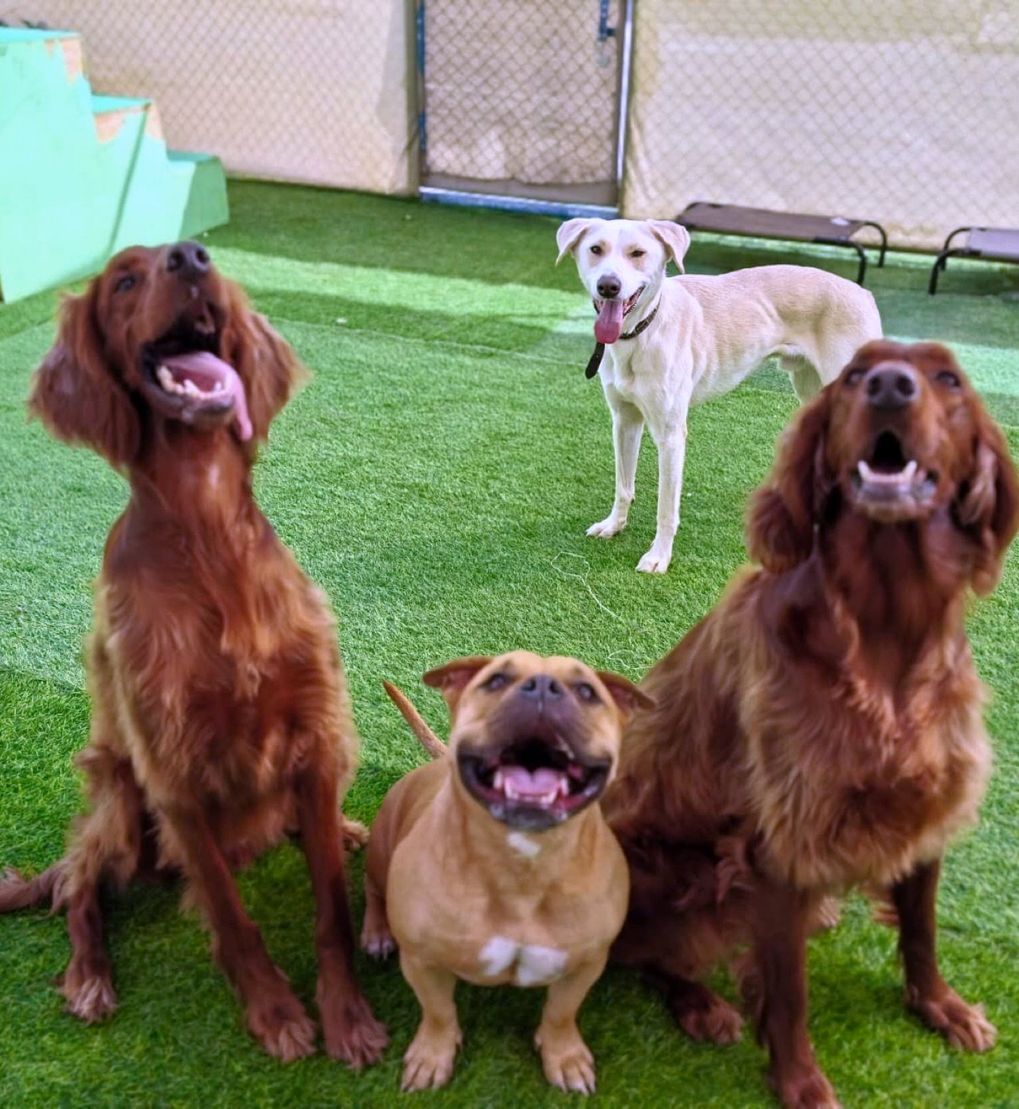 Dogs keeping their focus on a handler during a training session