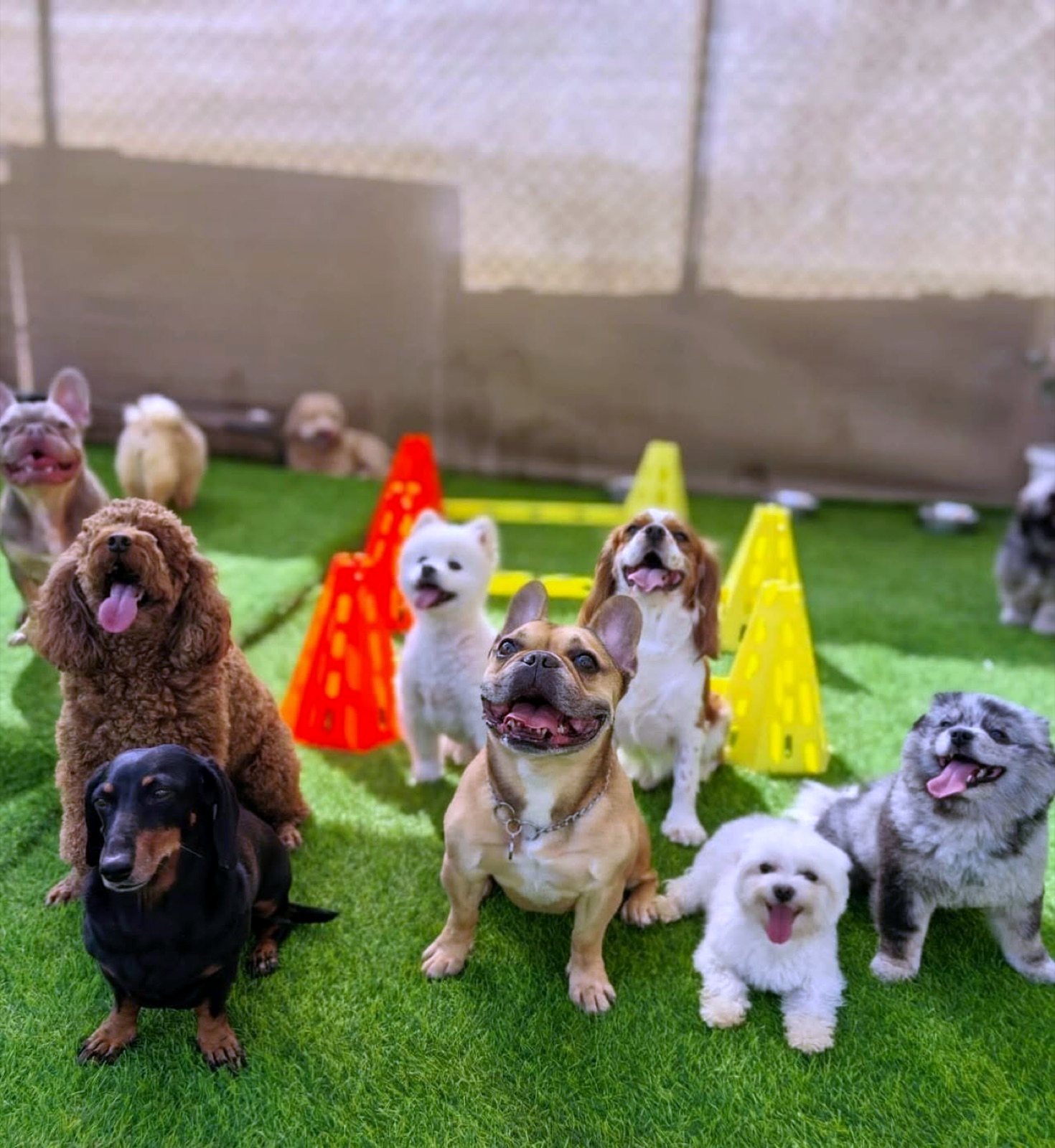 Small dogs weaving through cones in a group training class