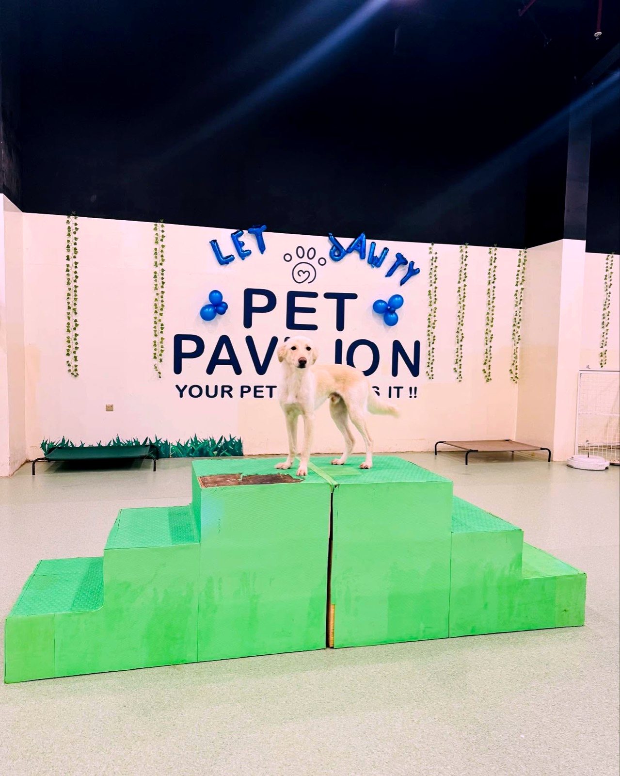 Dog practising a calm place command on the training podium at Pet Pavilion
