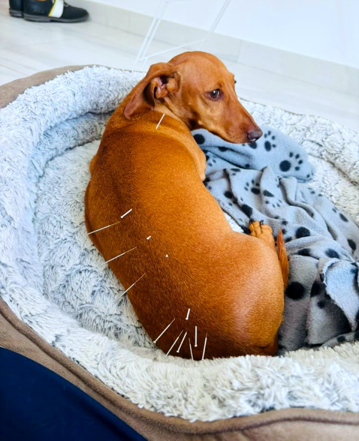 Dachshund relaxing during a gentle acupuncture session
