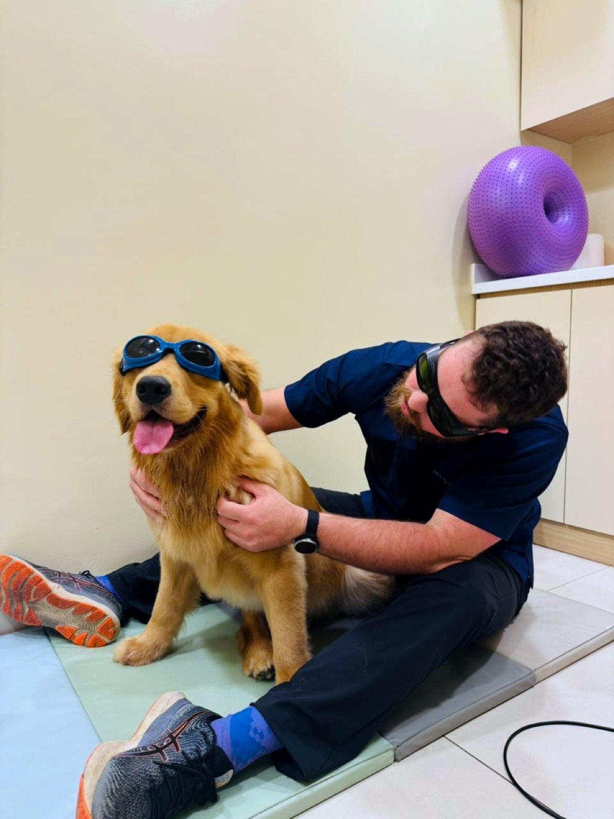 Golden retriever wearing protective goggles during a laser therapy session