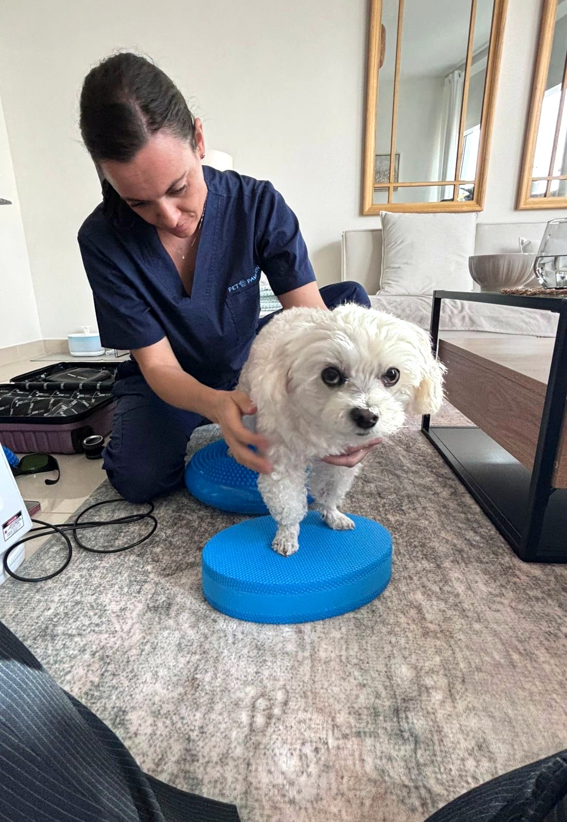 Therapist guiding a small dog through balance and soft-tissue therapy