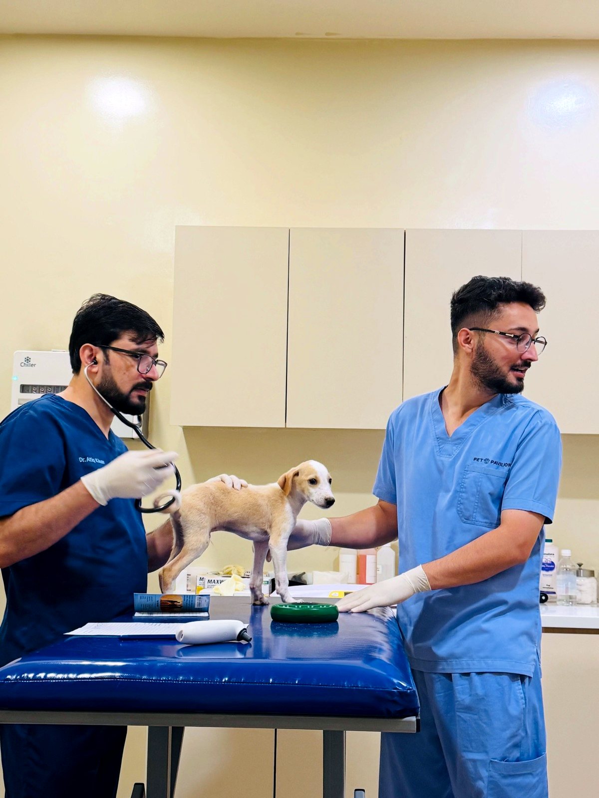 Veterinary team examining a puppy in the Pet Pavilion emergency clinic