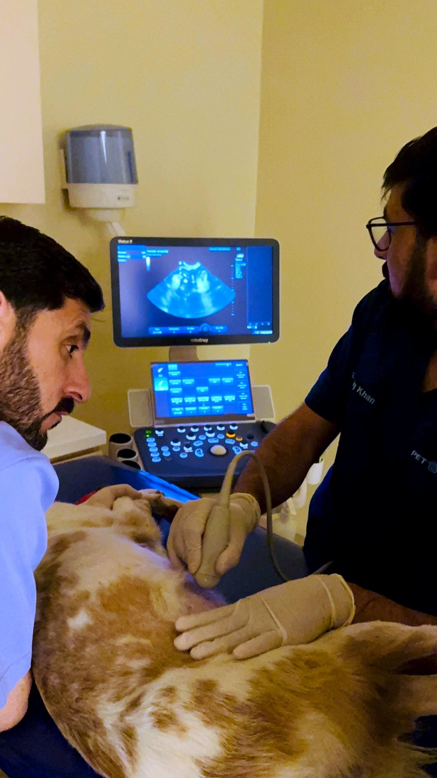 Veterinarian performing an ultrasound scan on a dog