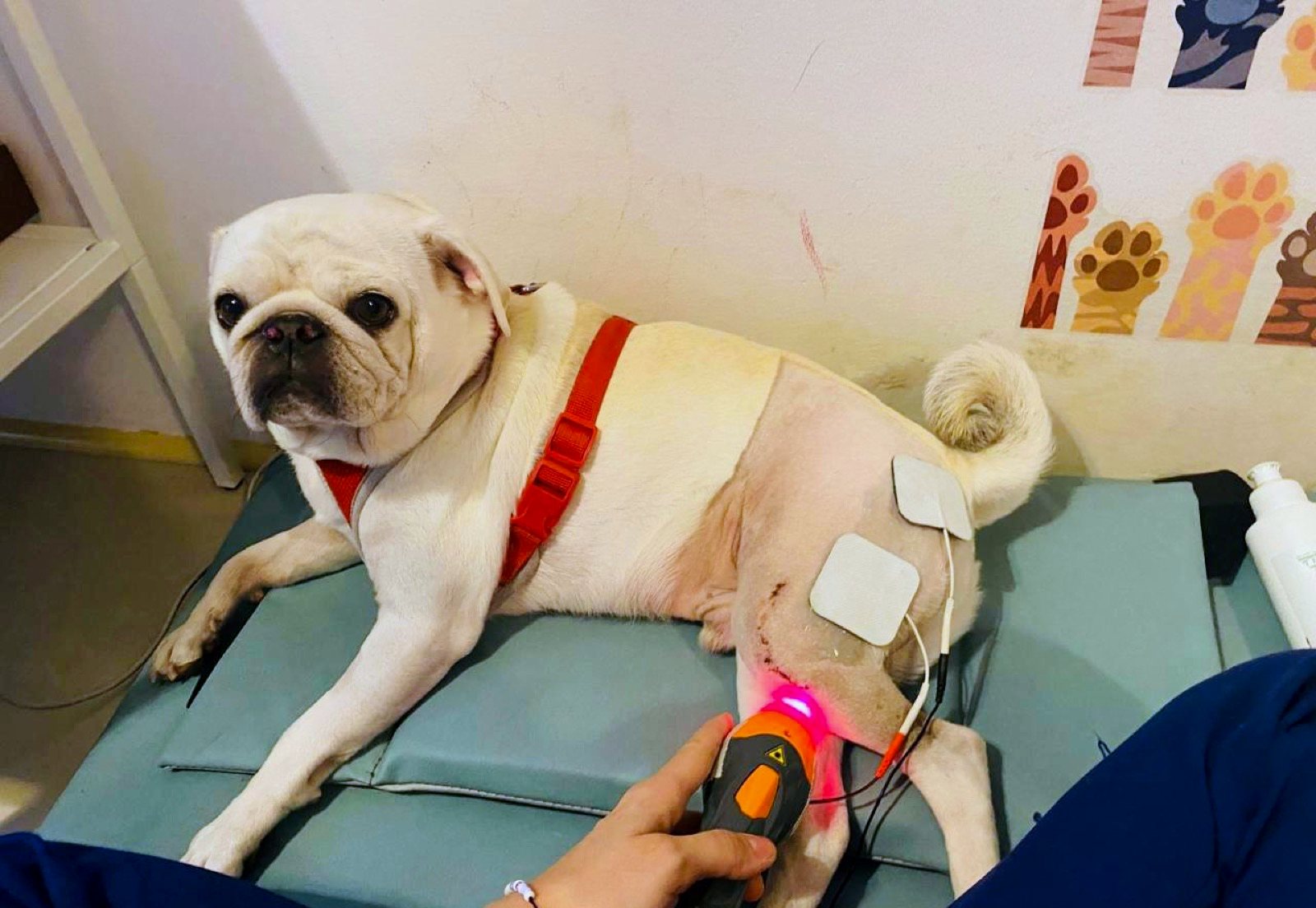 Pug receiving a calm NMES muscle-stimulation session