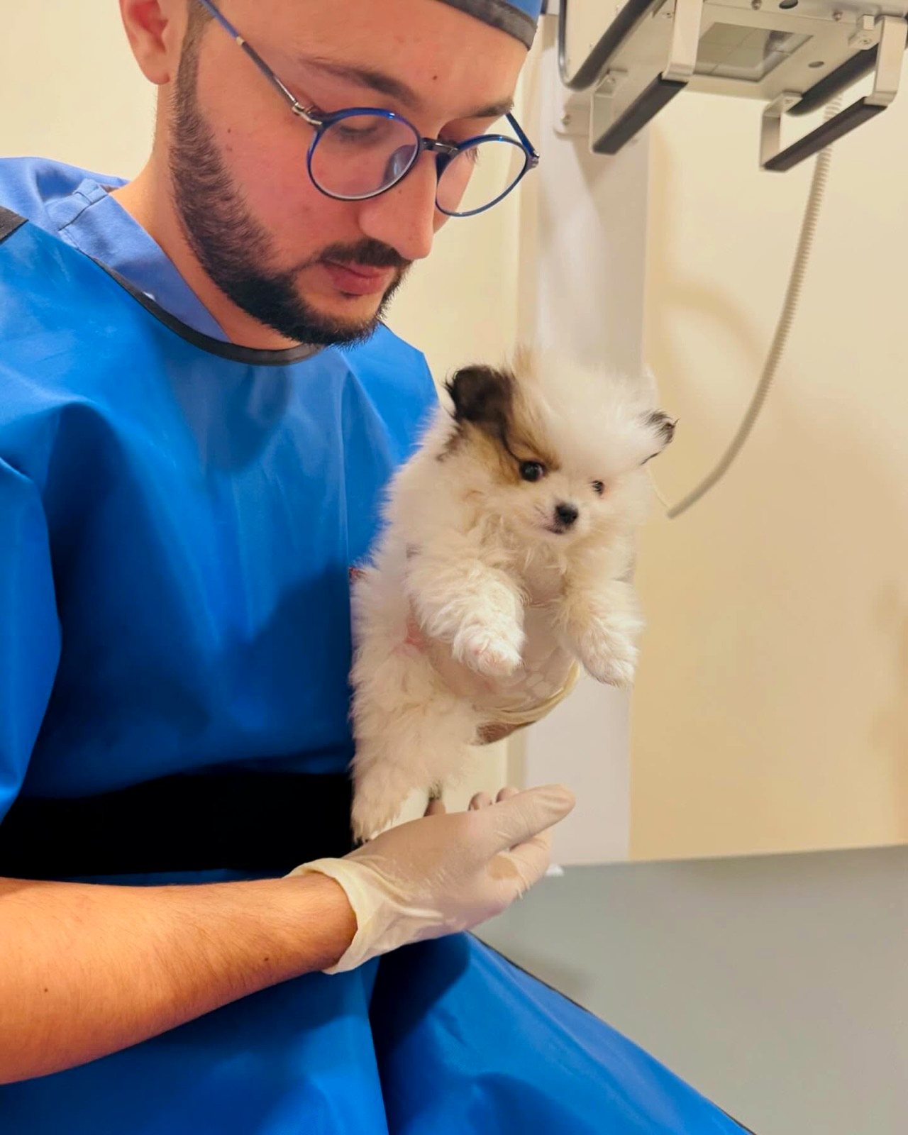 Veterinary team member gently holding a Pomeranian puppy in the imaging suite