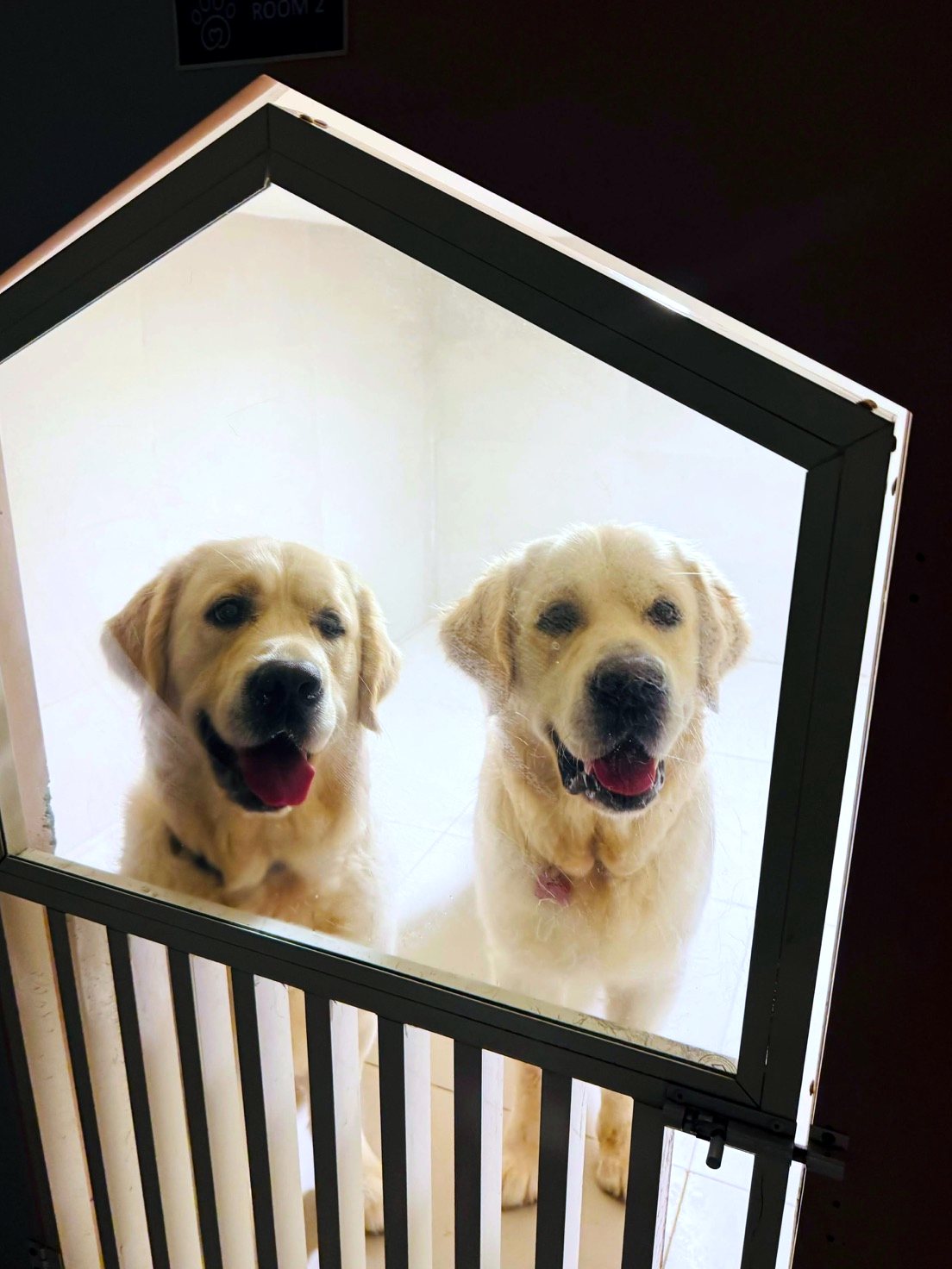 Two golden retrievers relaxing in their private Pet Pavilion boarding suite