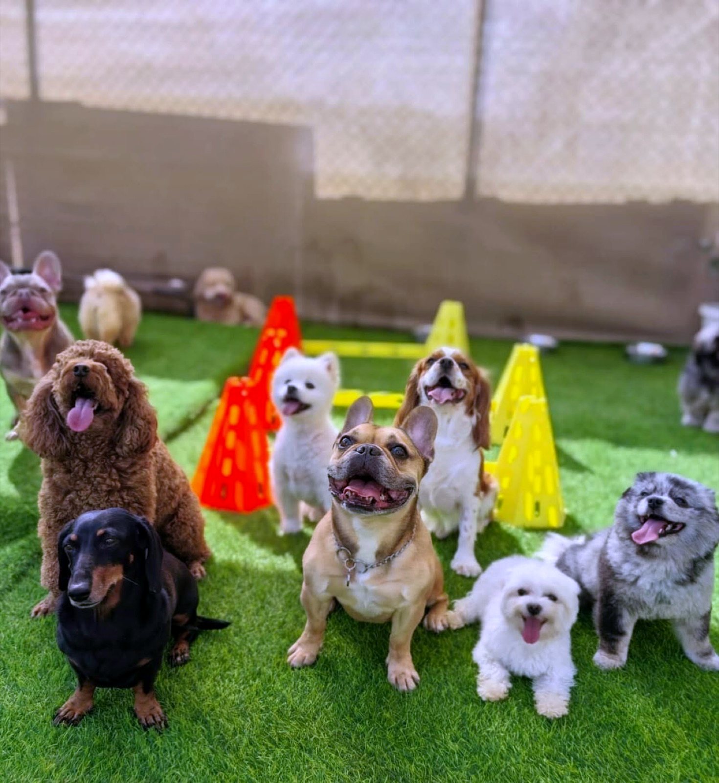 Happy small dogs playing together in Pet Pavilion's supervised daycare yard