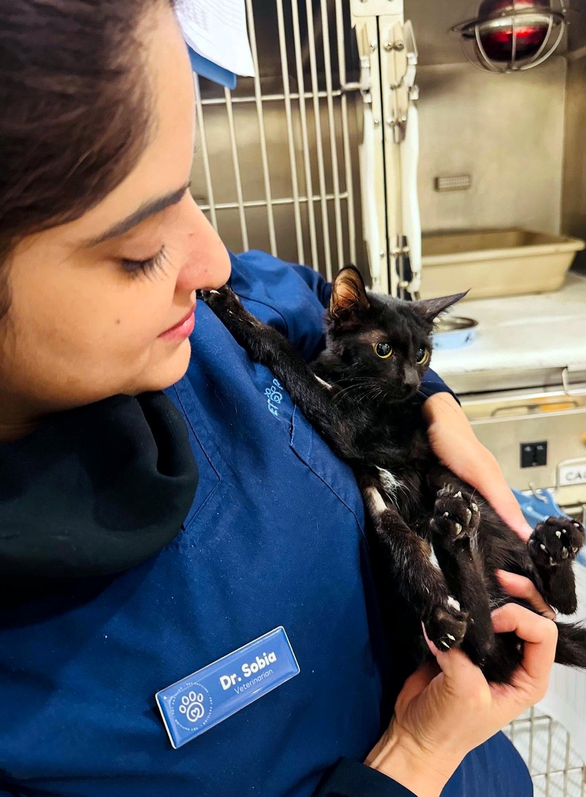 Veterinarian comforting a calm cat in the Pet Pavilion hospital ward