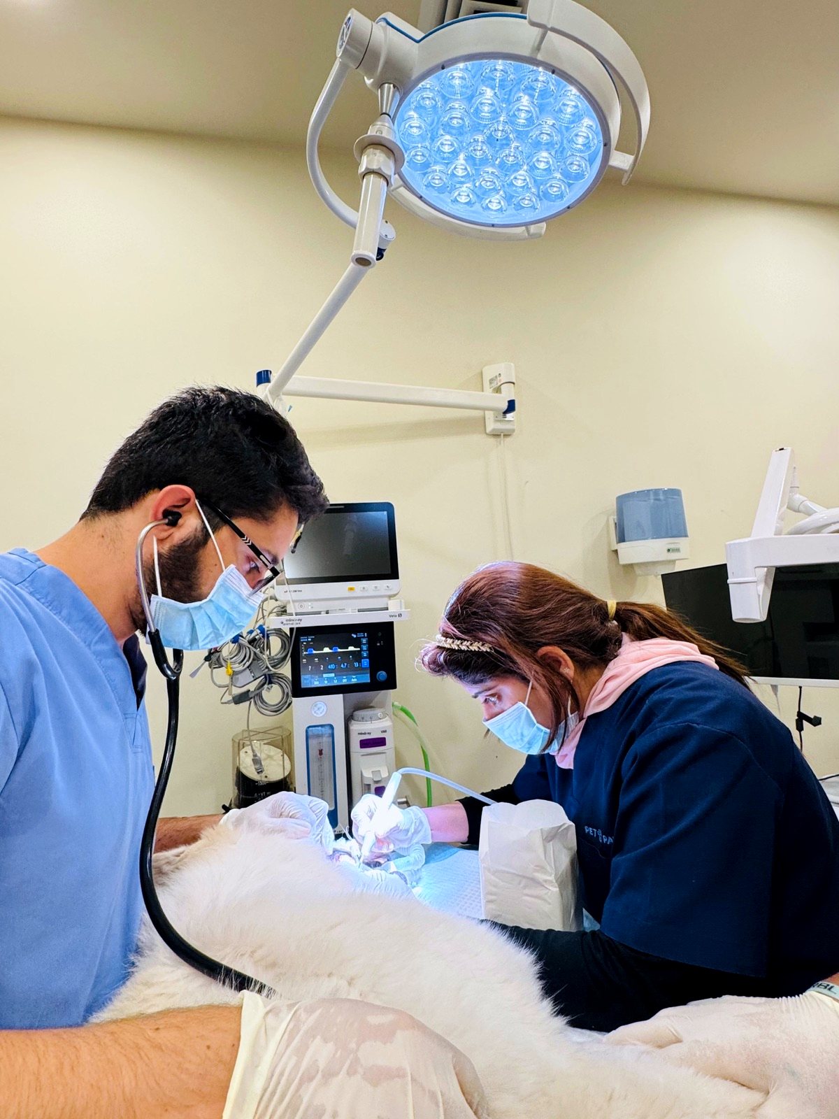 Pet Pavilion surgical team performing a procedure under theater lighting