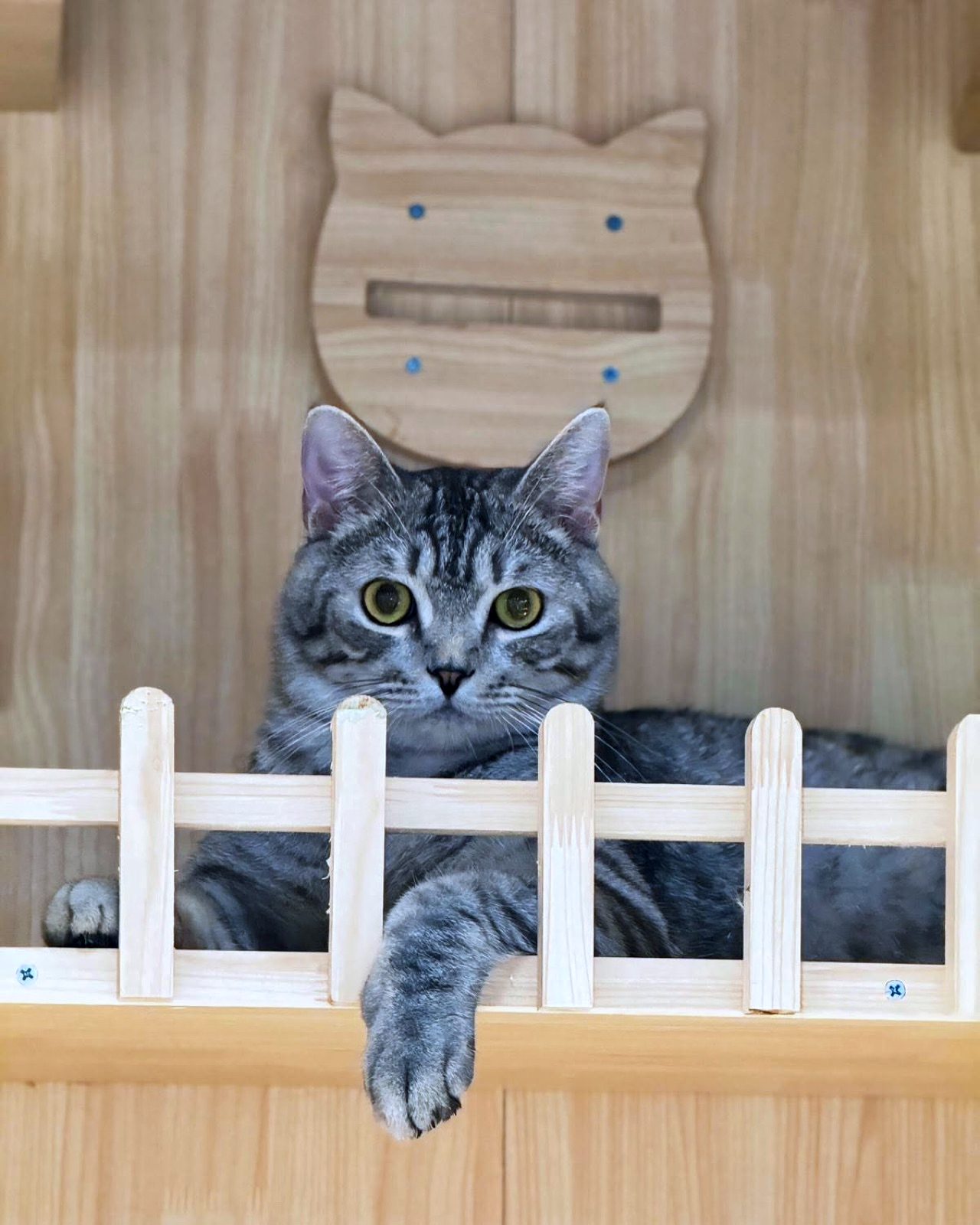 Tabby cat relaxing behind the balcony fence of a boarding condo