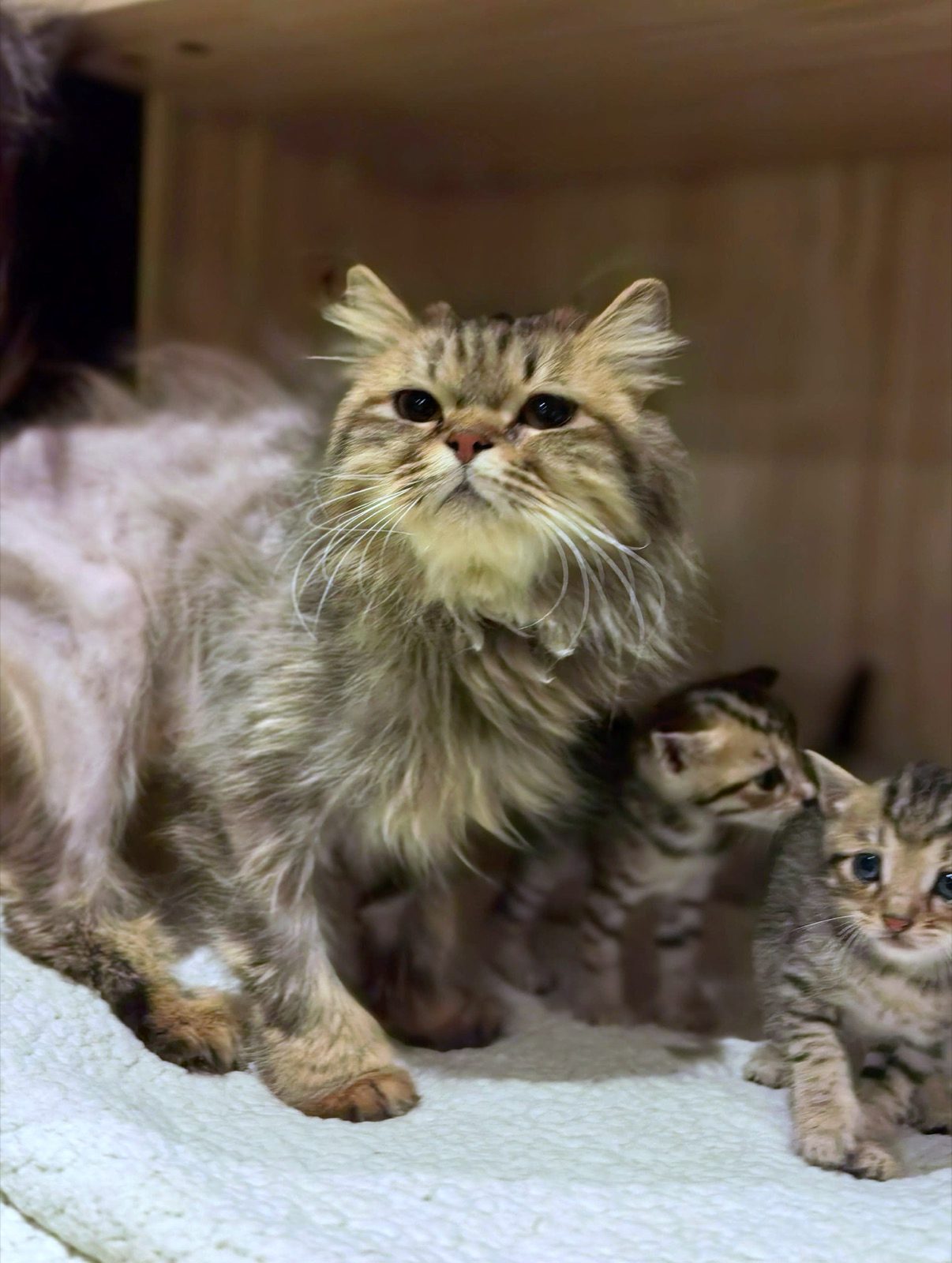 Mother cat with her kittens settled into their boarding condo