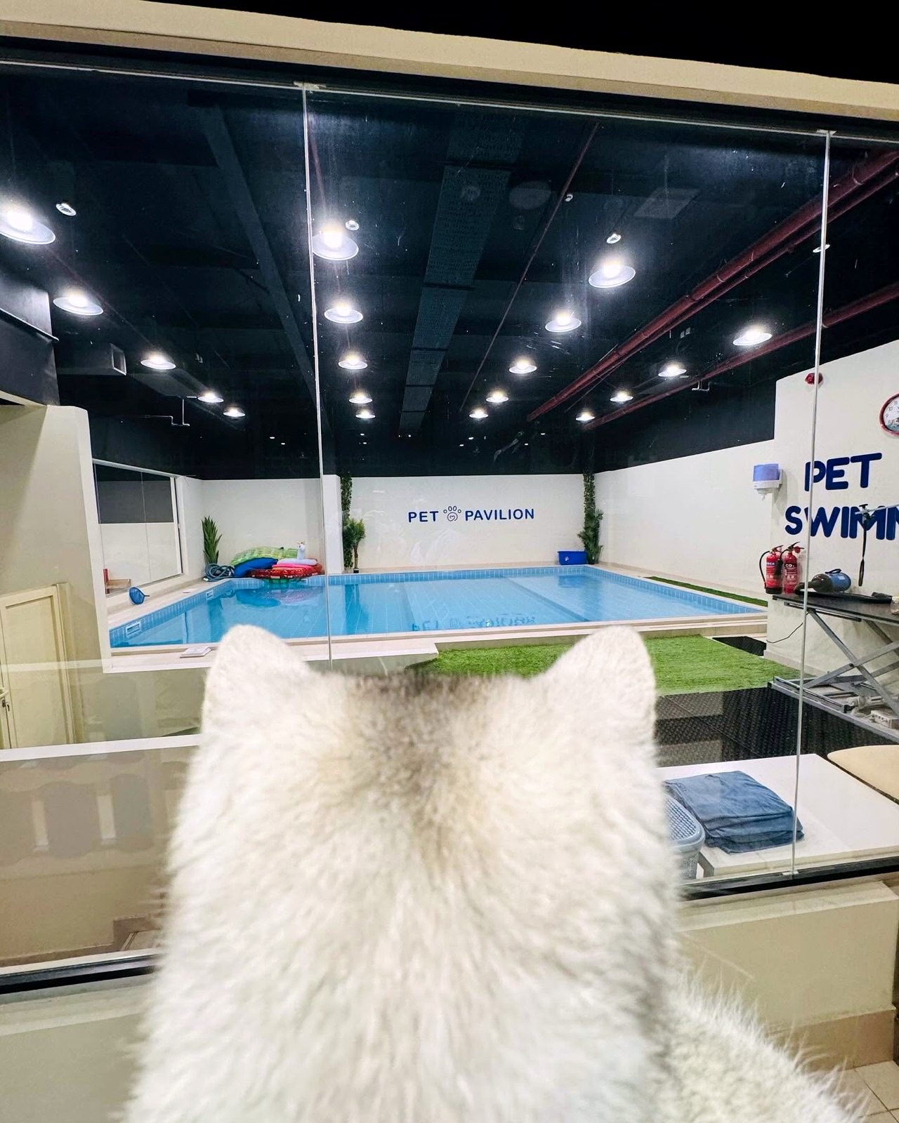 Cat watching the indoor swimming pool from the boarding window