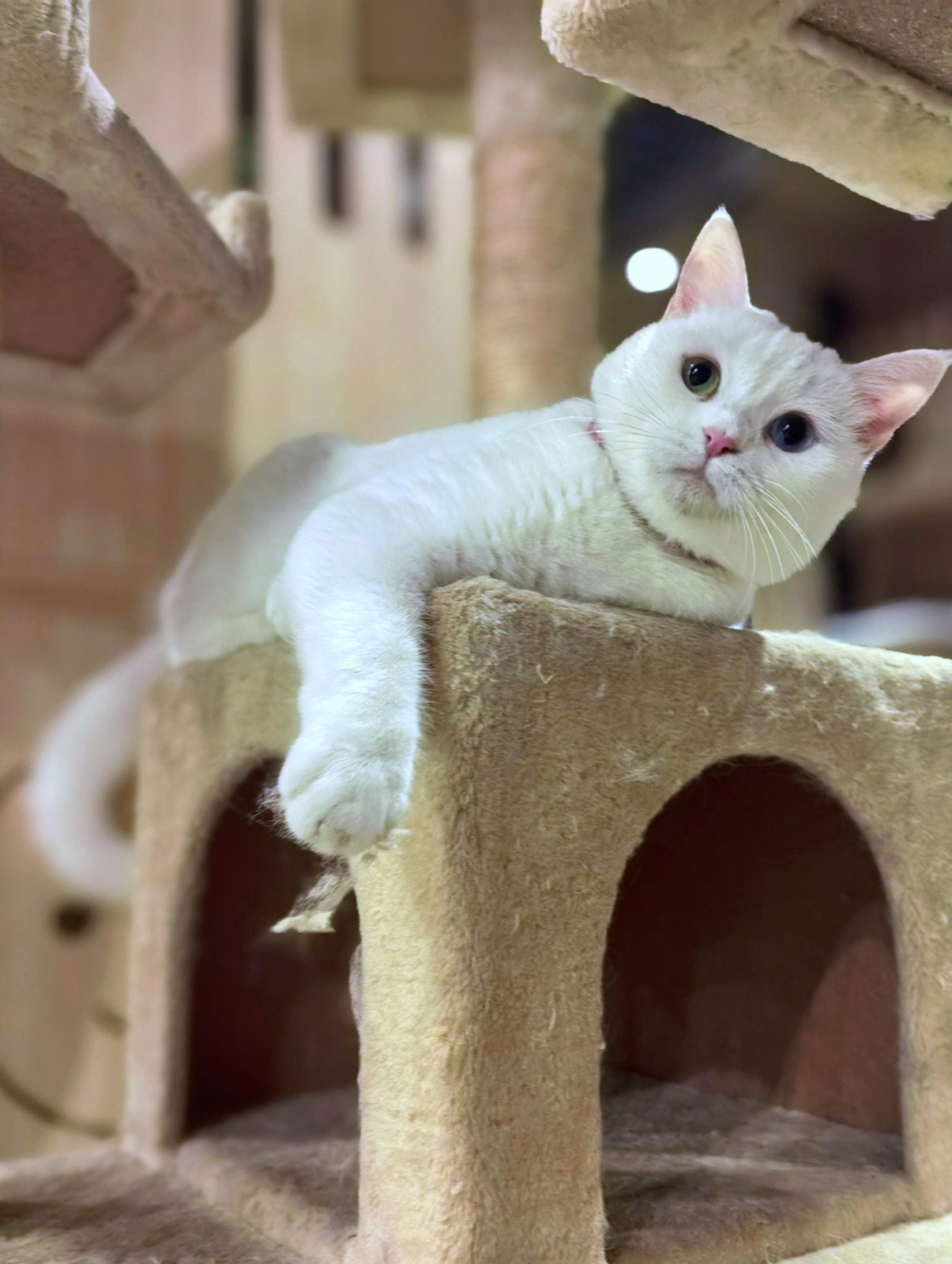 White cat lounging on a cat tree platform in the cat wing