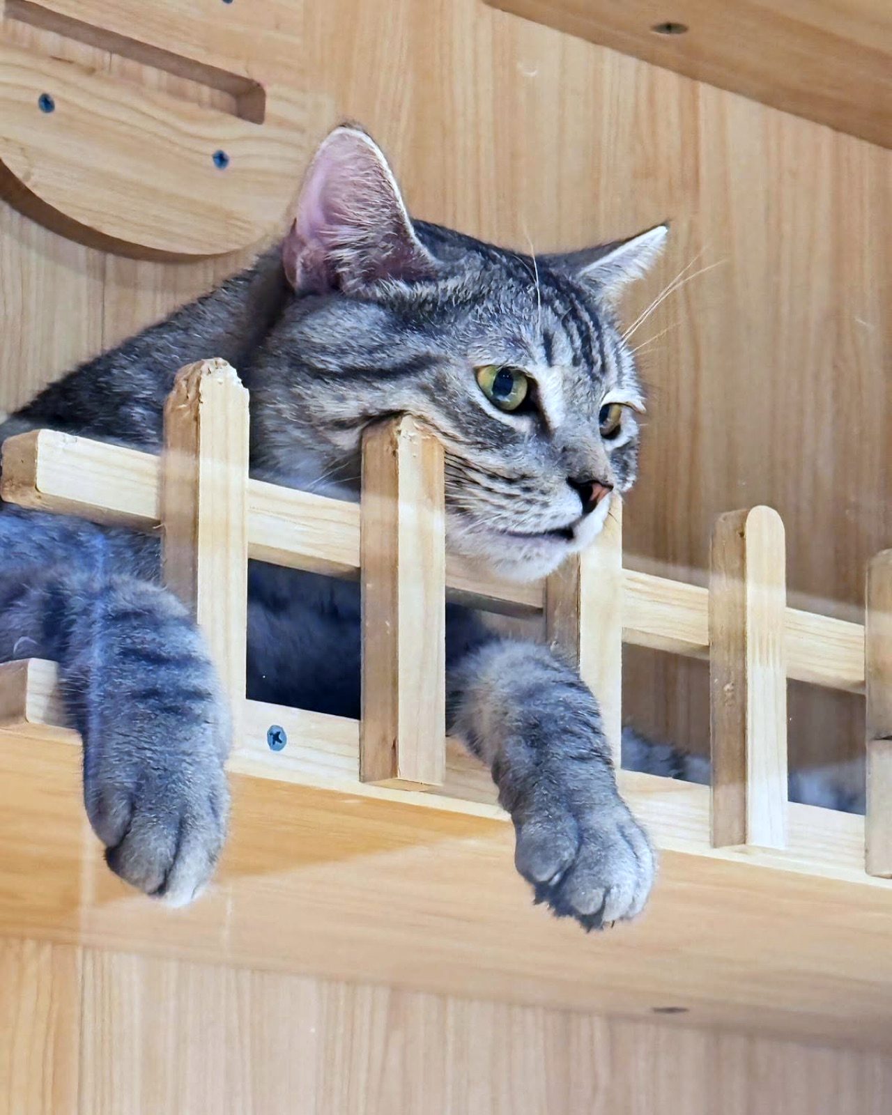 Tabby cat resting its chin on the wooden balcony fence of its condo