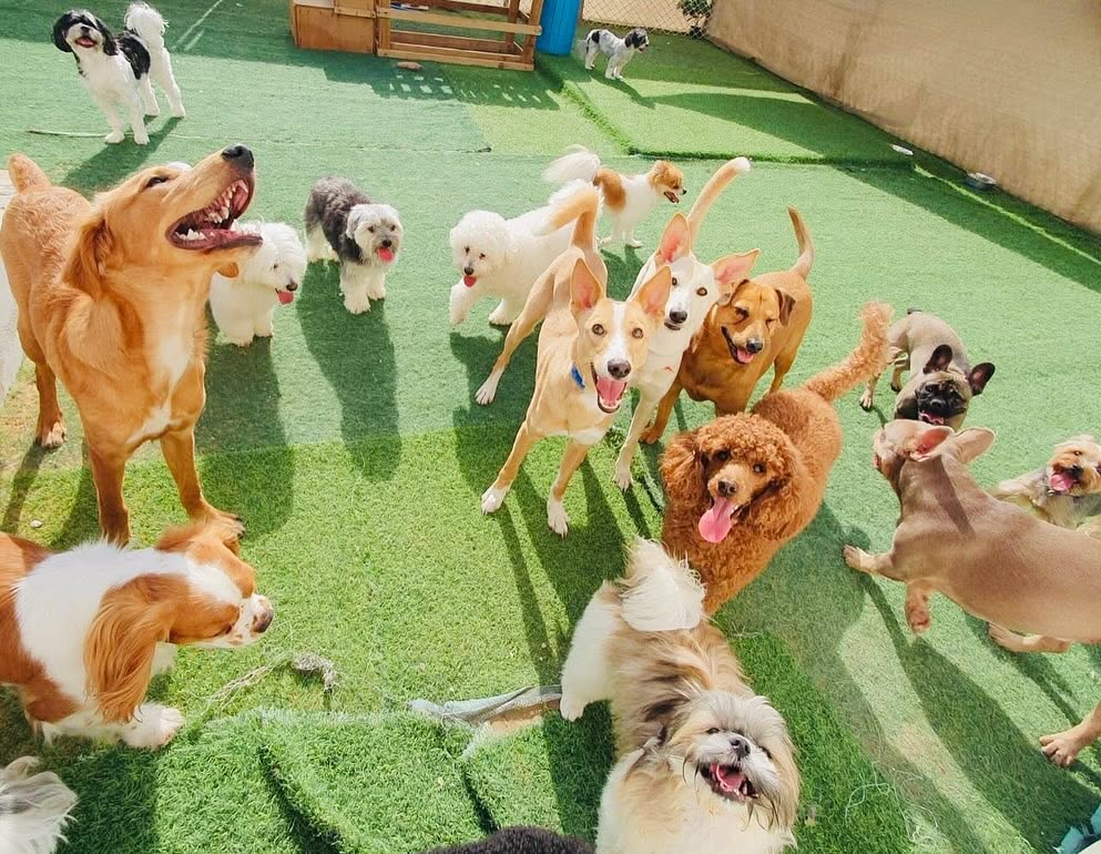 Happy dogs playing together on the grass at Pet Pavilion daycare