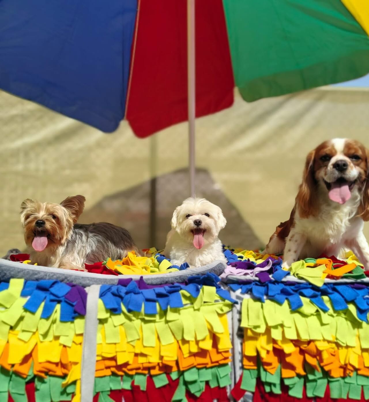 Dogs relaxing on colorful snuffle mats under an umbrella