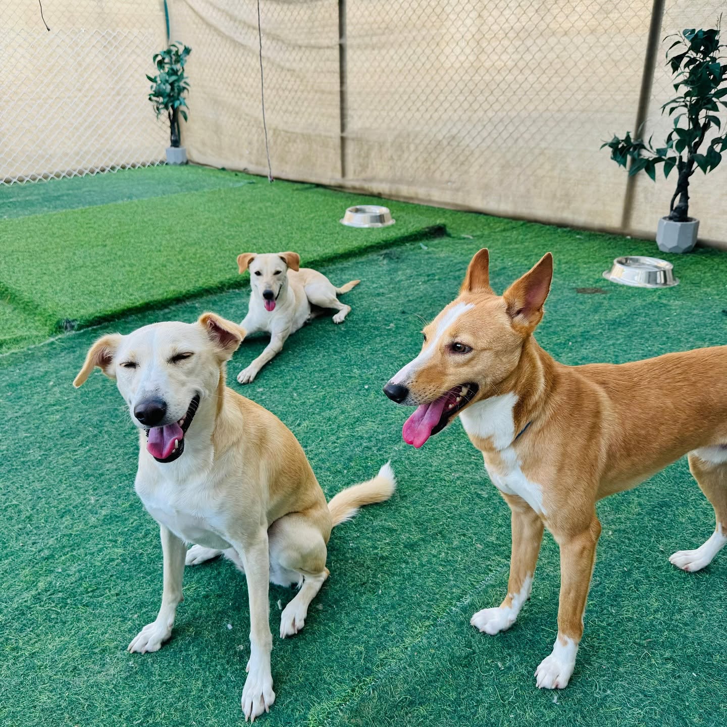 Two big dogs standing at the fence of the indoor play arena