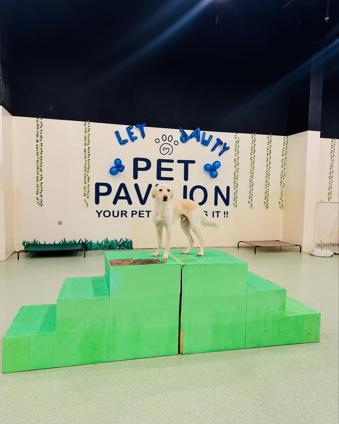 Dog standing on a green obstacle podium
