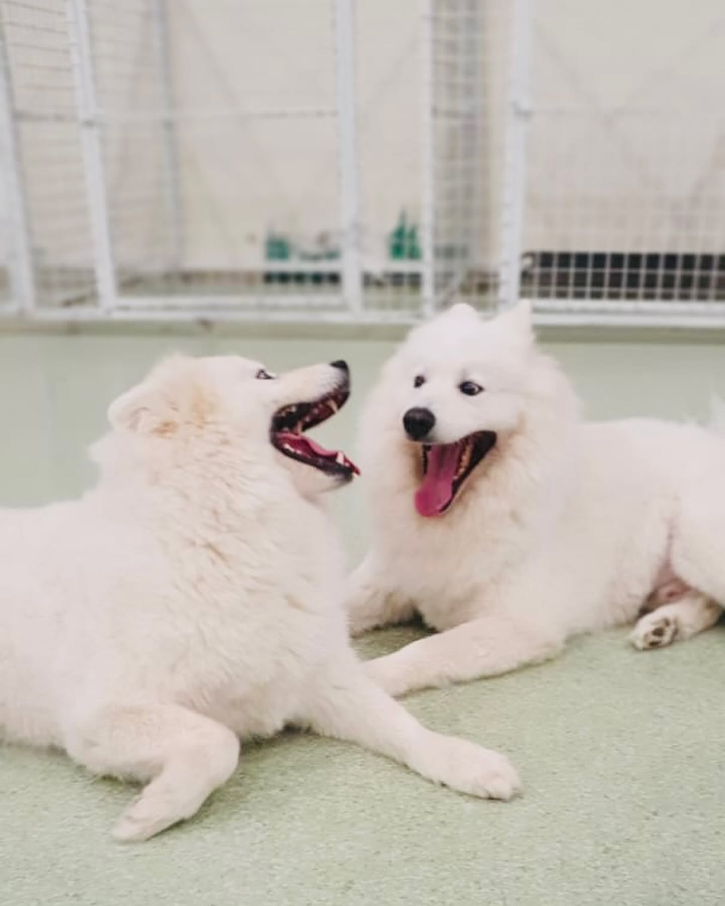 Two fluffy Samoyeds relaxing side by side
