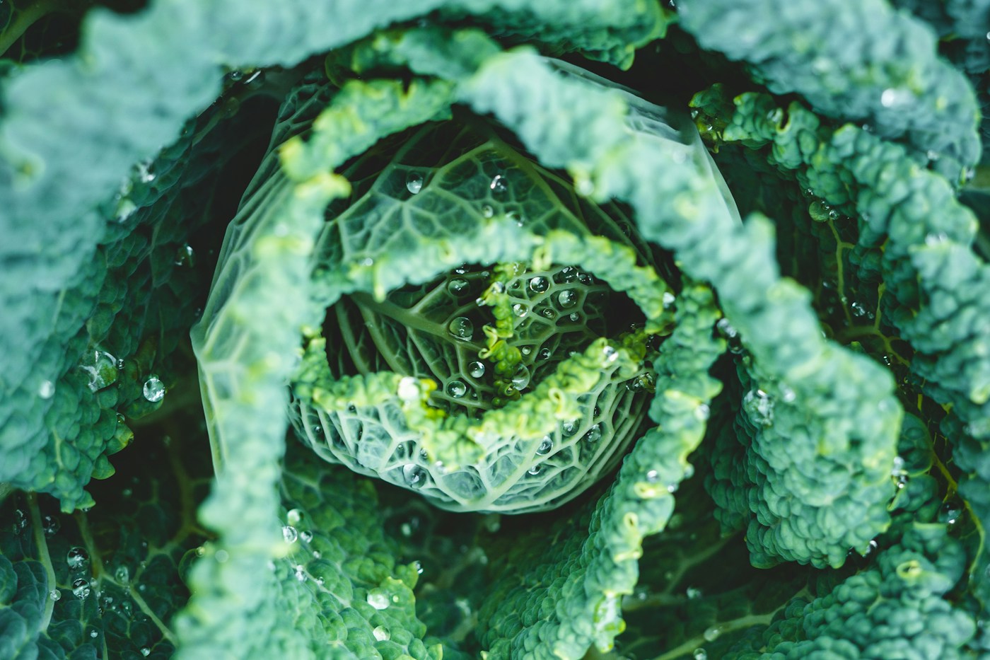 Fresh cabbage leaves with droplets of water