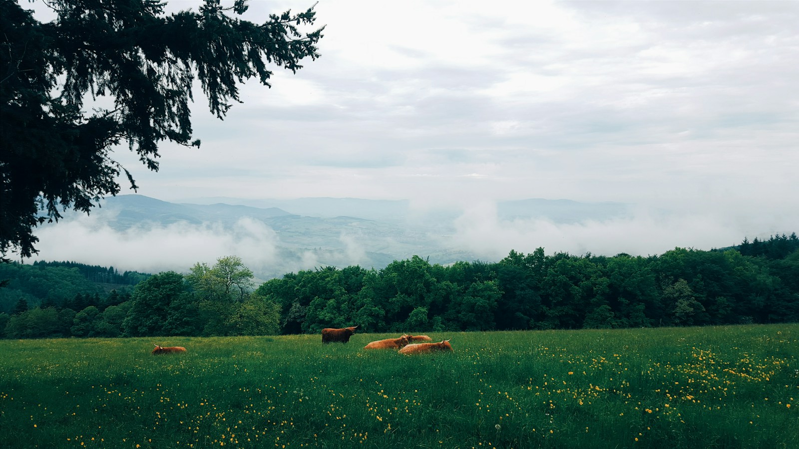 Cows grazing in a green mountain meadow