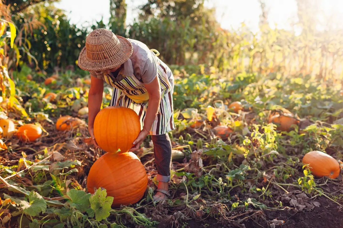 Autumn pumpkin harvest