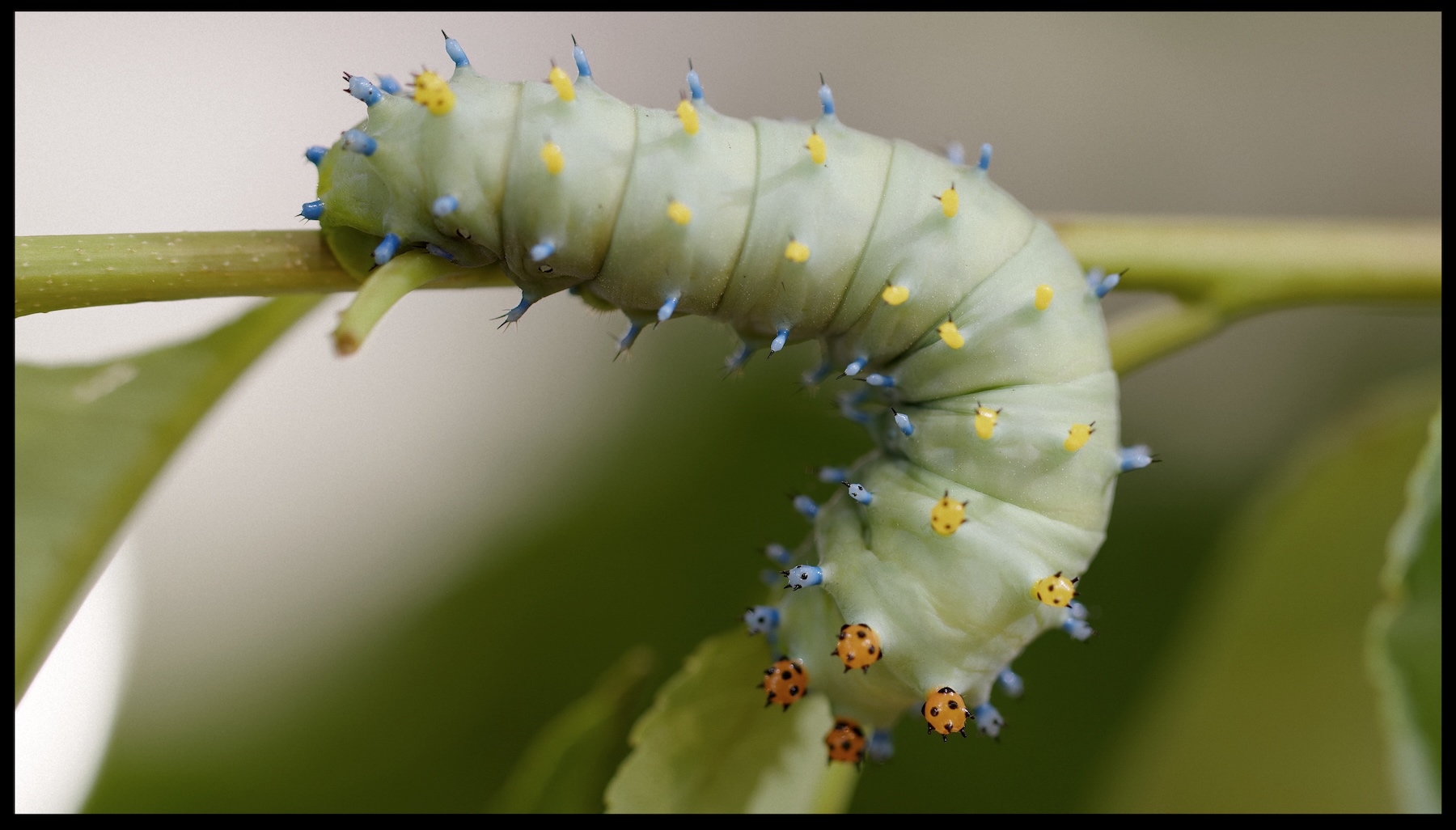 Green caterpillar with blue, red and yellow bulbous spikes crawling on green twig 