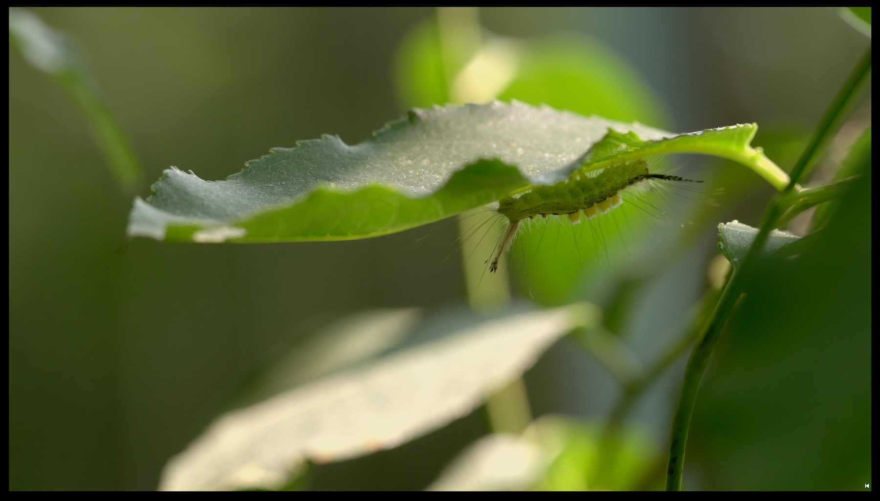 Fuzzy green caterpillar on the underside of a leaf
