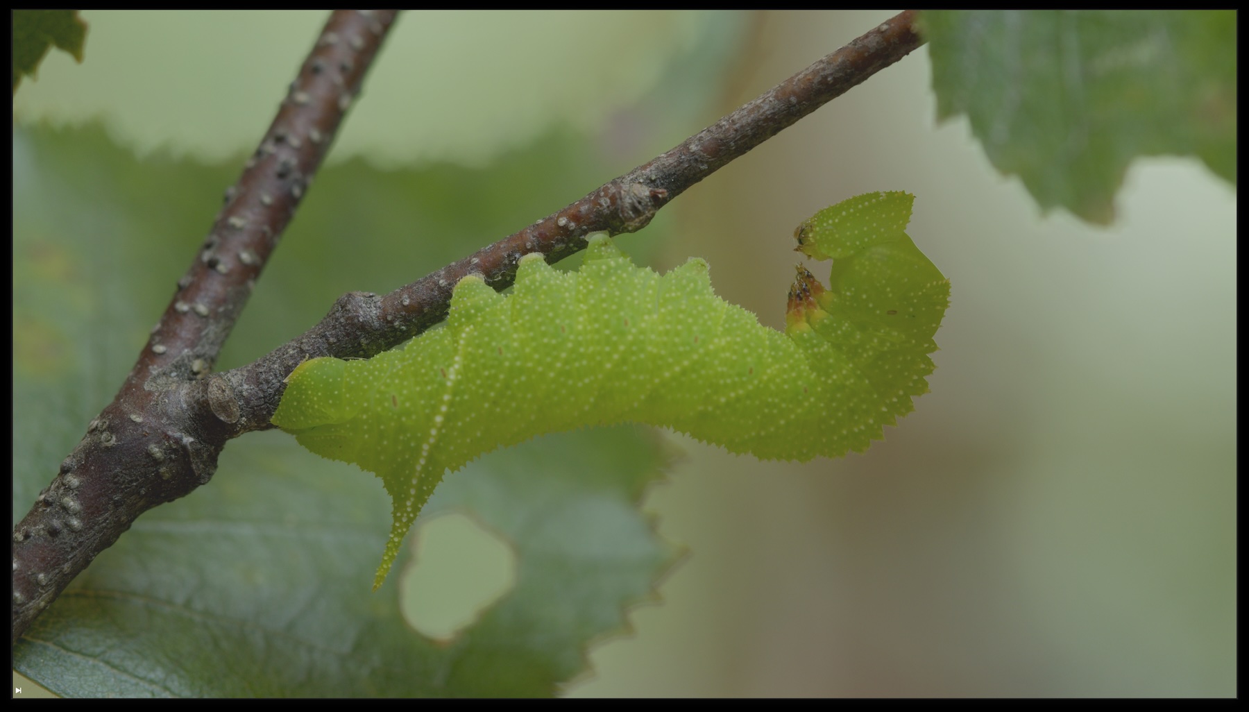 Green caterpillar walking on twig