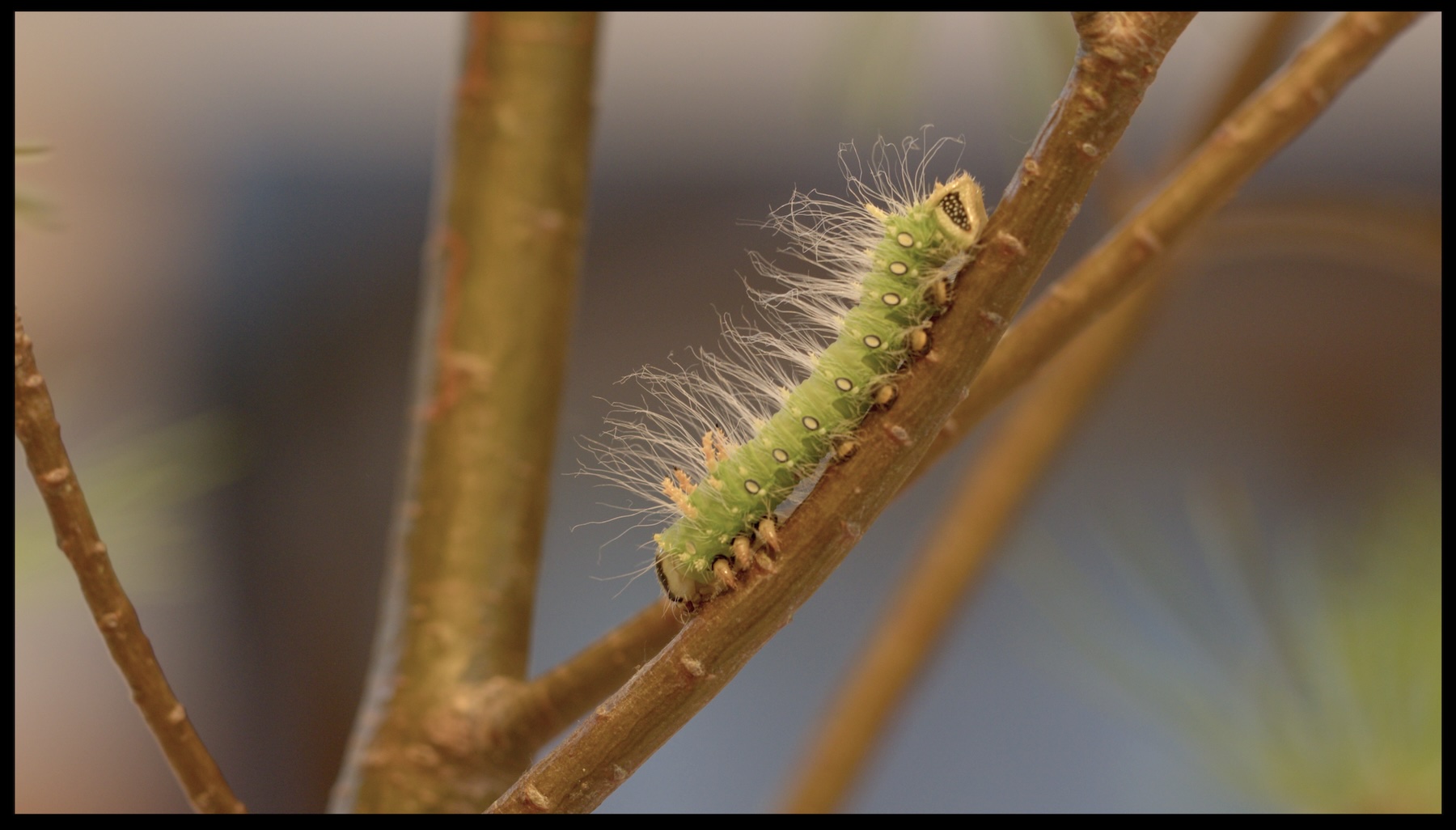 Fuzzy green caterpillar walking on twig