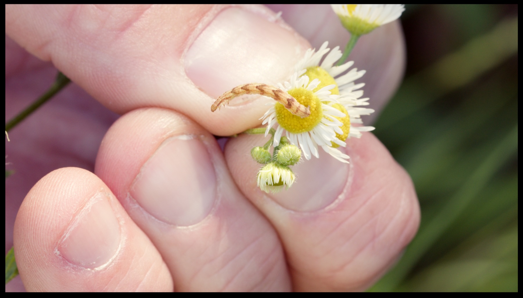 Tiny brown caterpillar on flower being held by human fingers