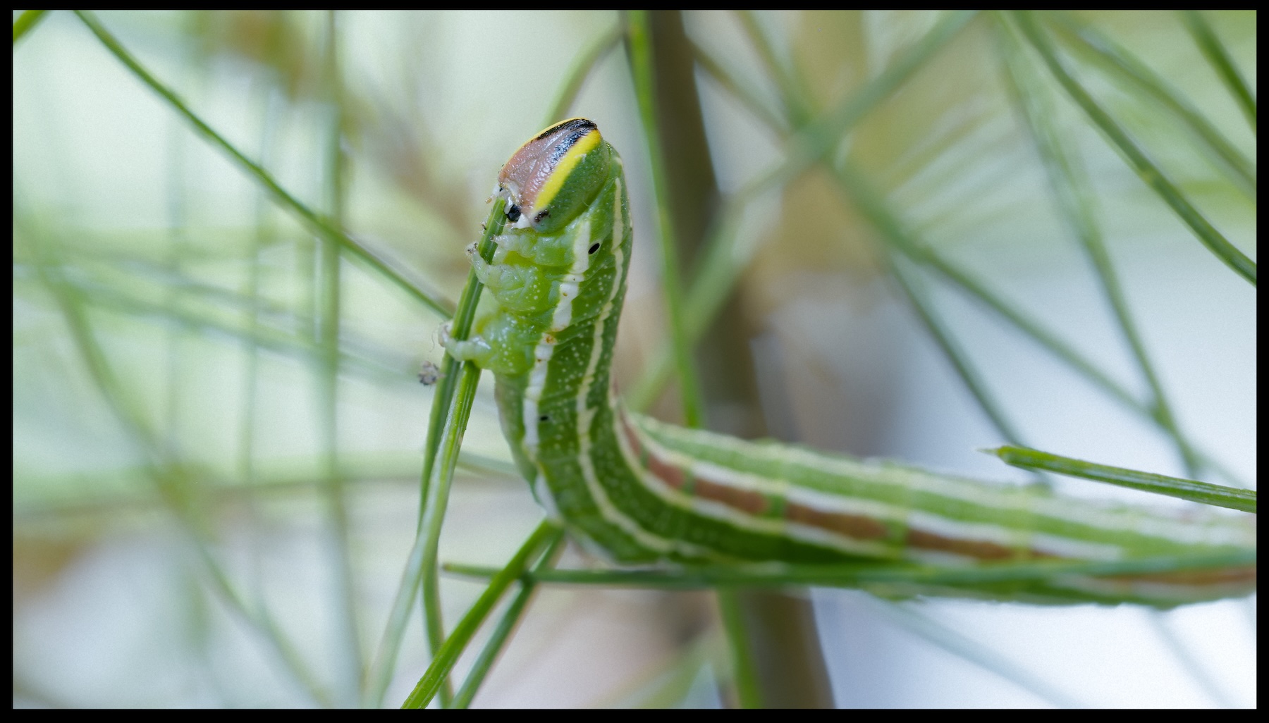 Green caterpillar with white and brown stripes