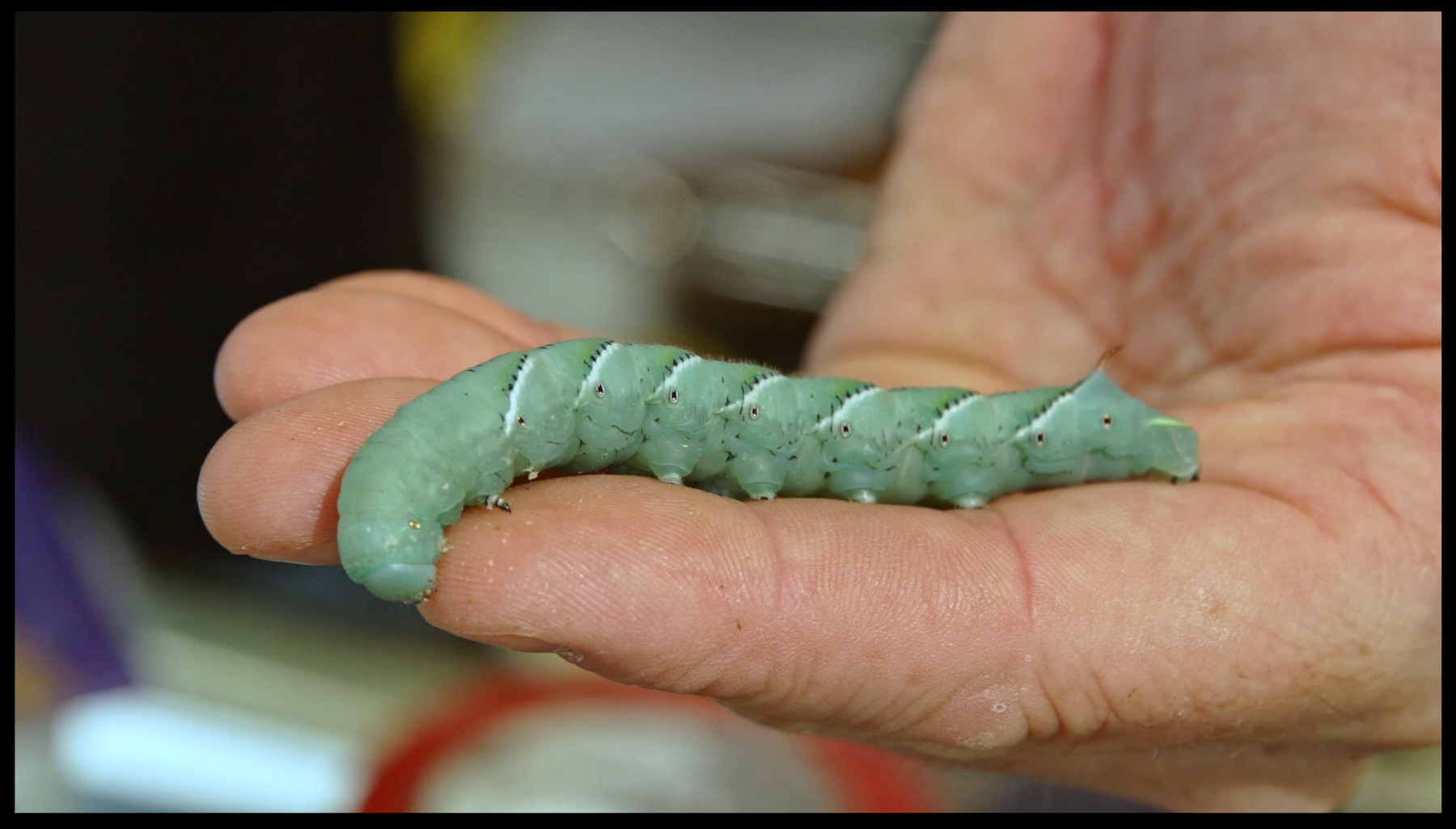 Plump green caterpillar being held by a human hand