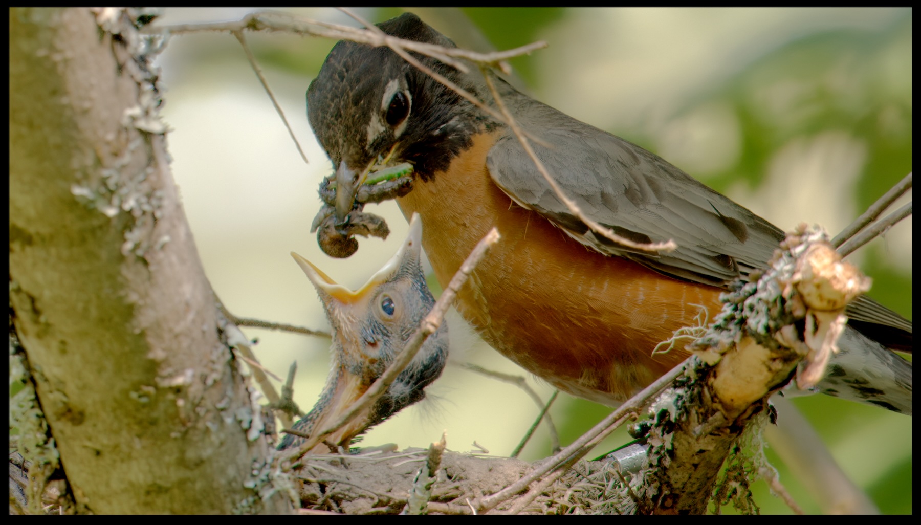 Robin perched on nest feeding its baby many caterpillars