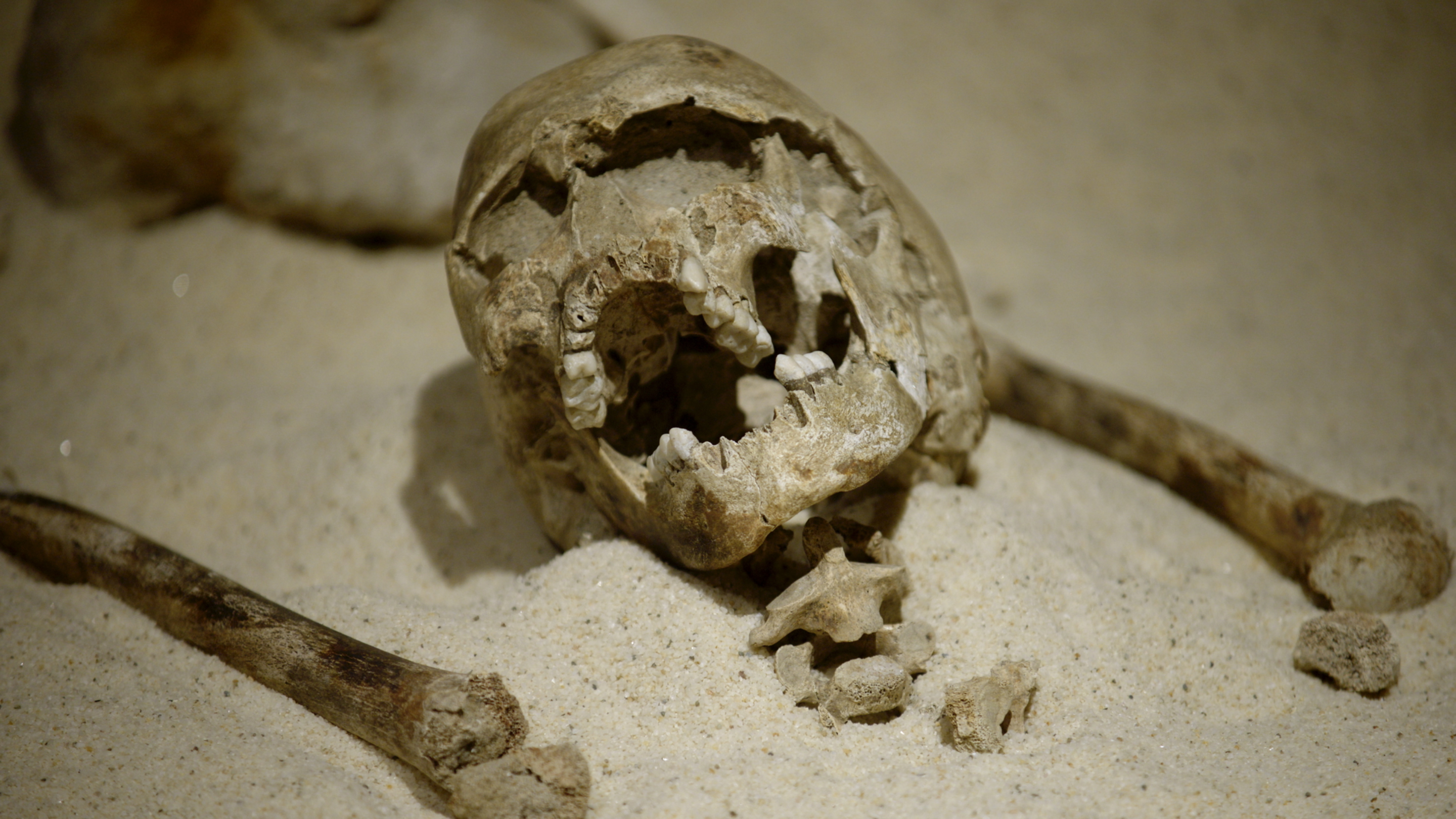 A skull and bones in sand