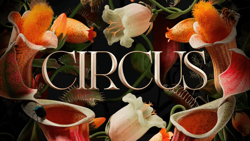 Circus brand by Tavo Studio