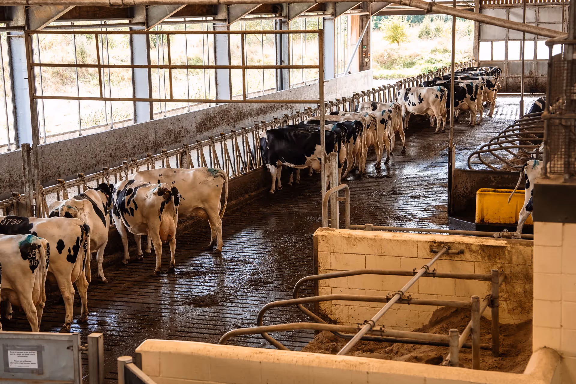 Livestock inside a barn under roof beams.