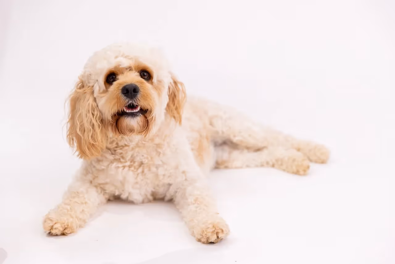 Light-colored fluffy dog sitting on white background.