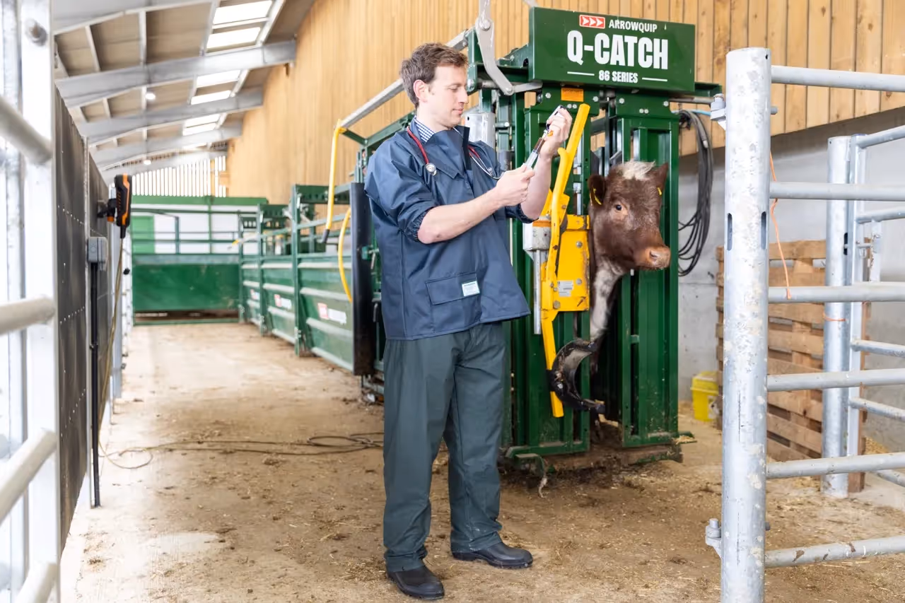 Vet assisting with cattle in livestock facility.