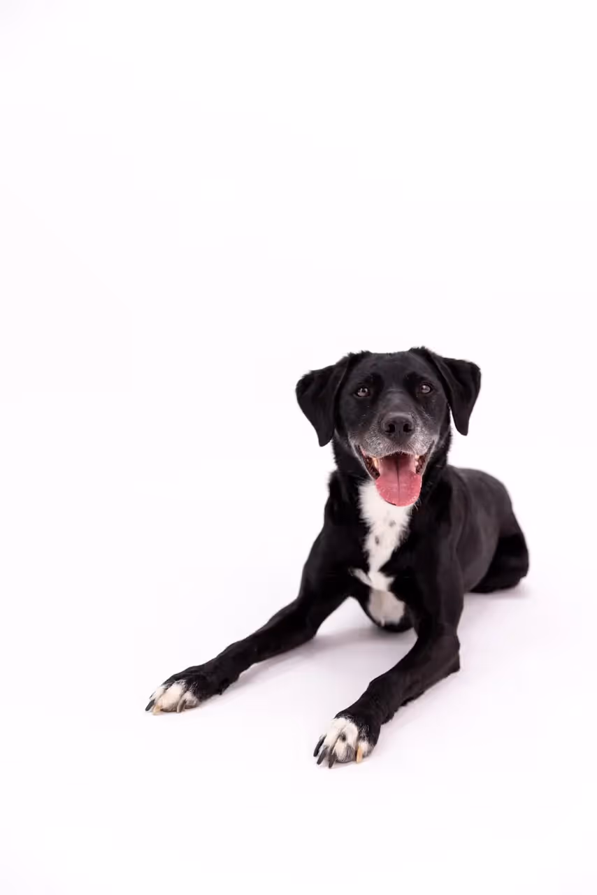 Black dog with tongue out on white background.