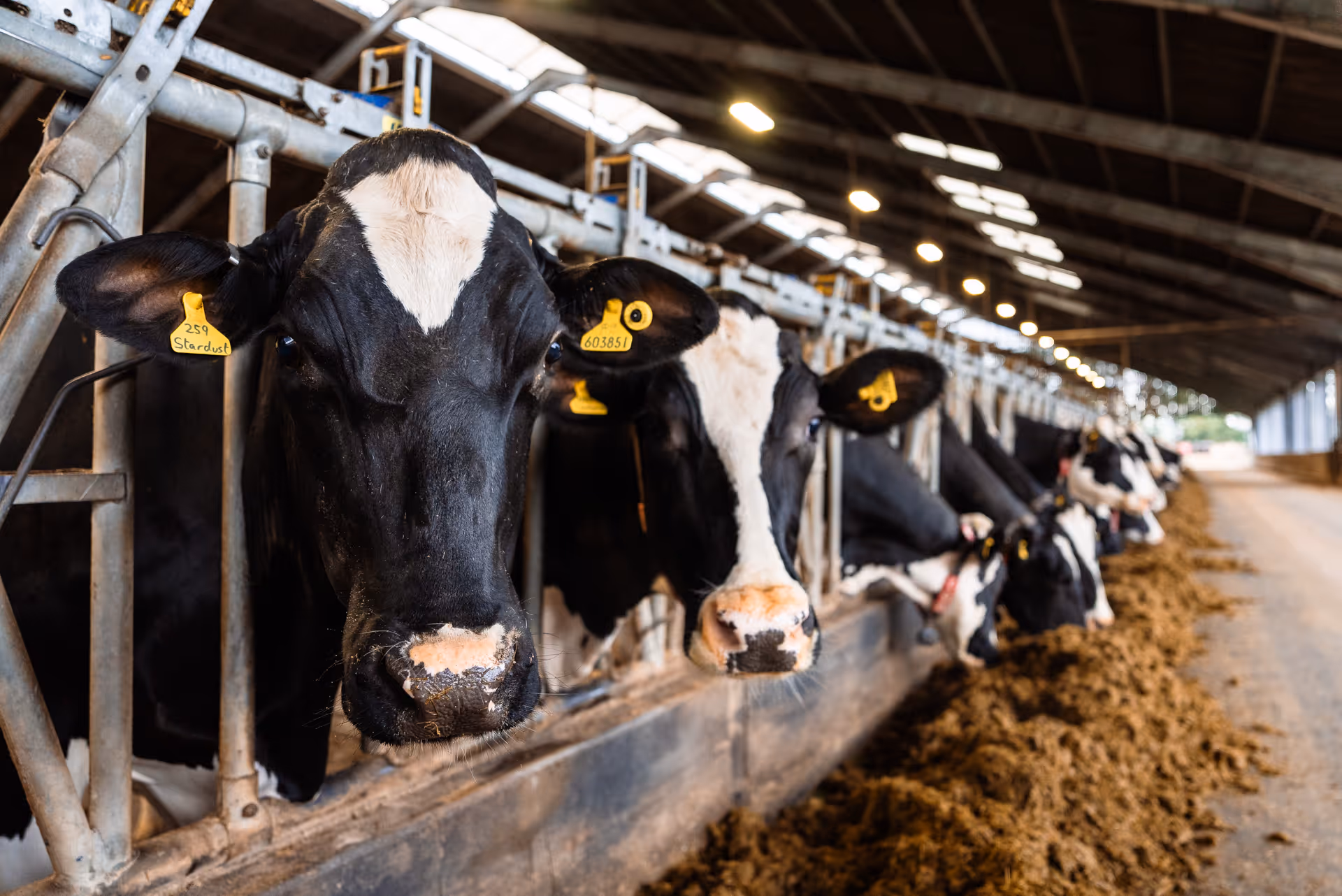 Cows eating inside a large, clean dairy barn