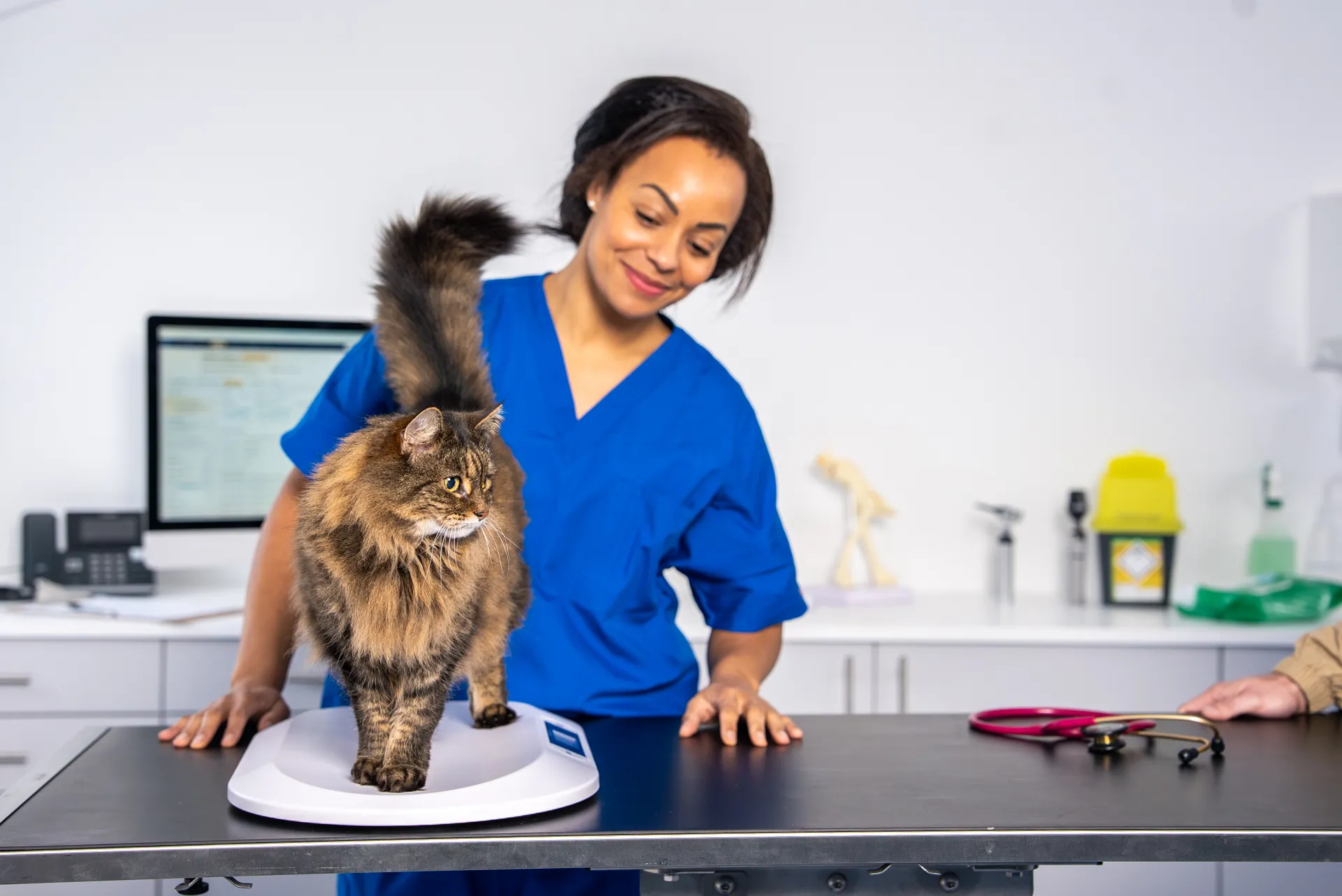A veterinarian in blue scrubs weighing a long-haired tabby cat on a scale in a clinic.