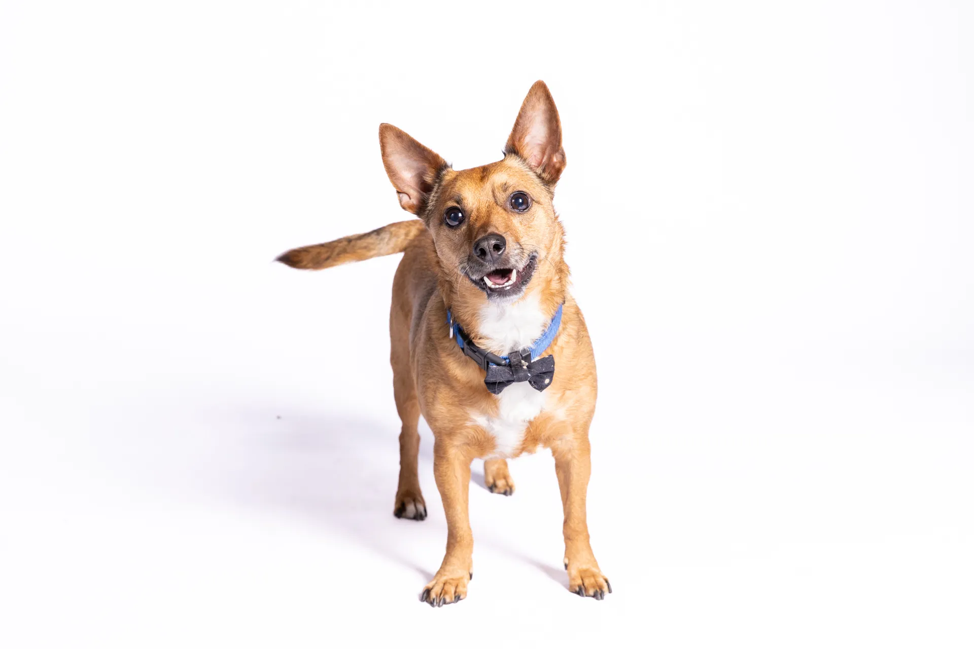 Small tan dog with a blue collar and black bow tie standing on a white background looking at the camera.