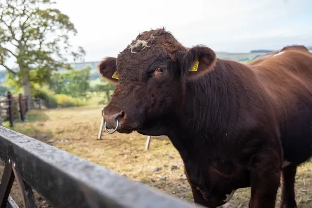 Close-up of a dark brown bull with a nose ring standing near a wooden fence in a rural field.